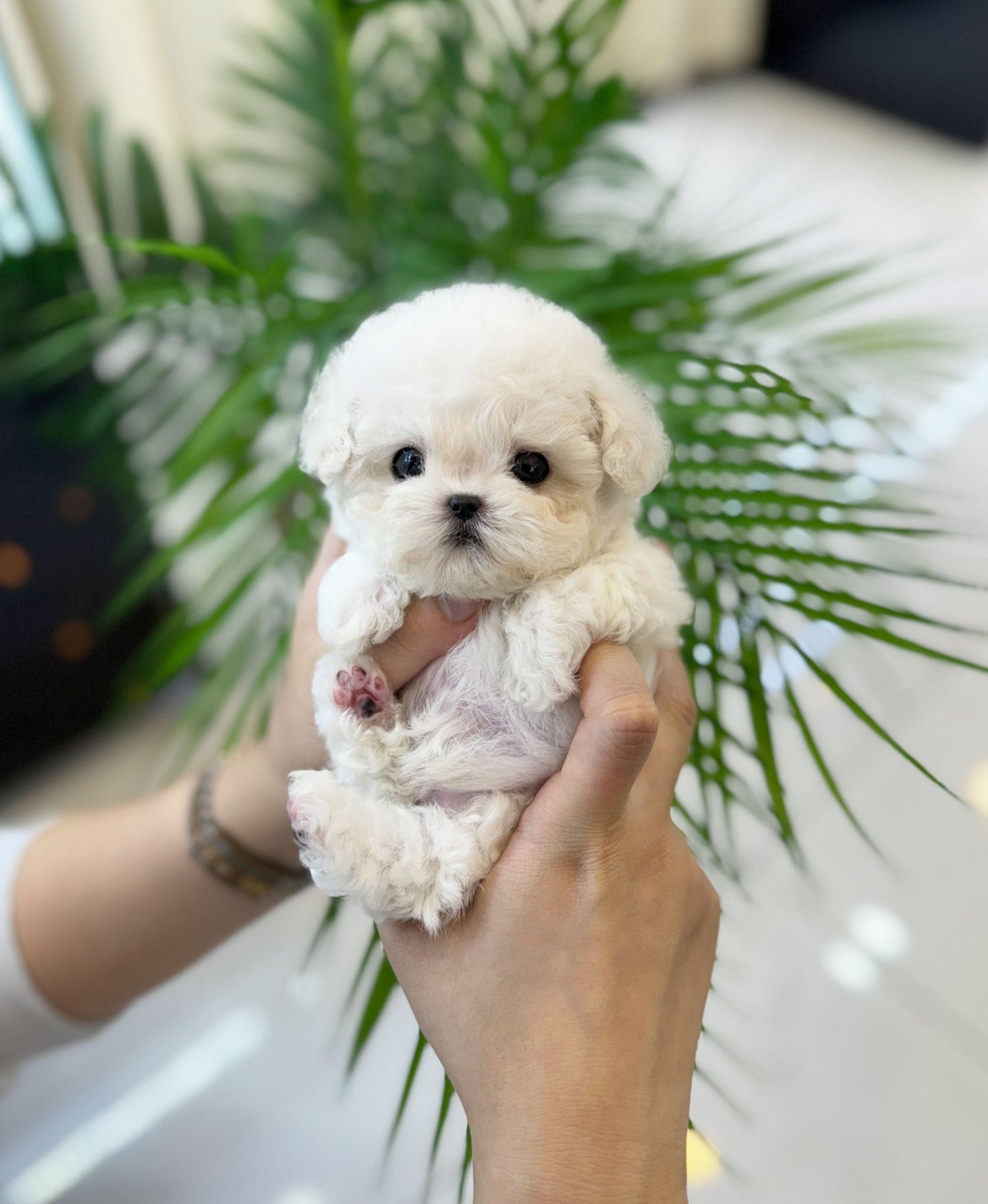 Beautiful teacup Bichon Frise with hypoallergenic, soft white fur.