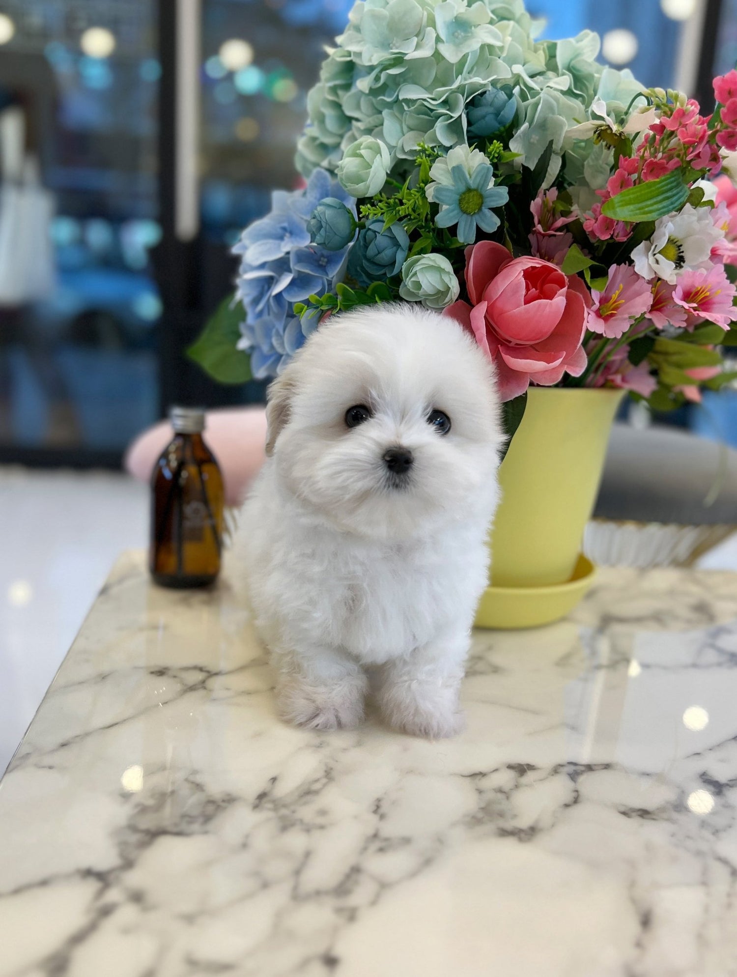Various tiny puppy breeds with adorable looks and gentle nature.
