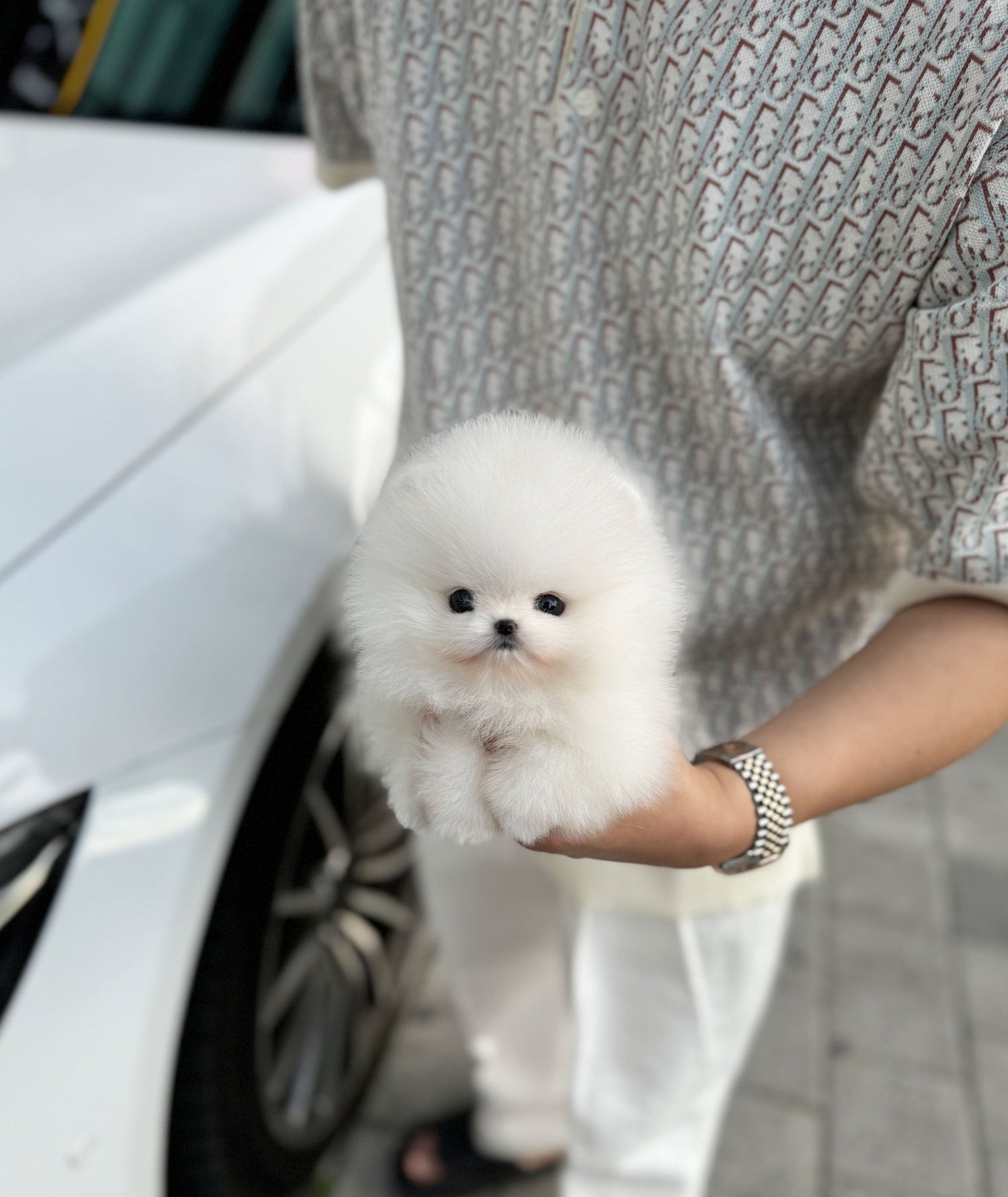 Charming teacup Pomeranian with fluffy fur and a lovable personality.