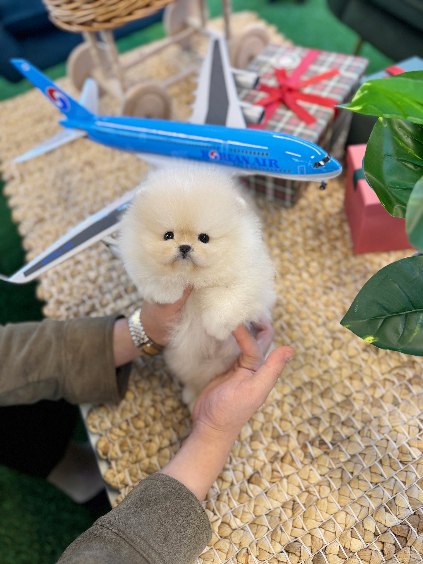 Pomeranian - Coconut(Female)