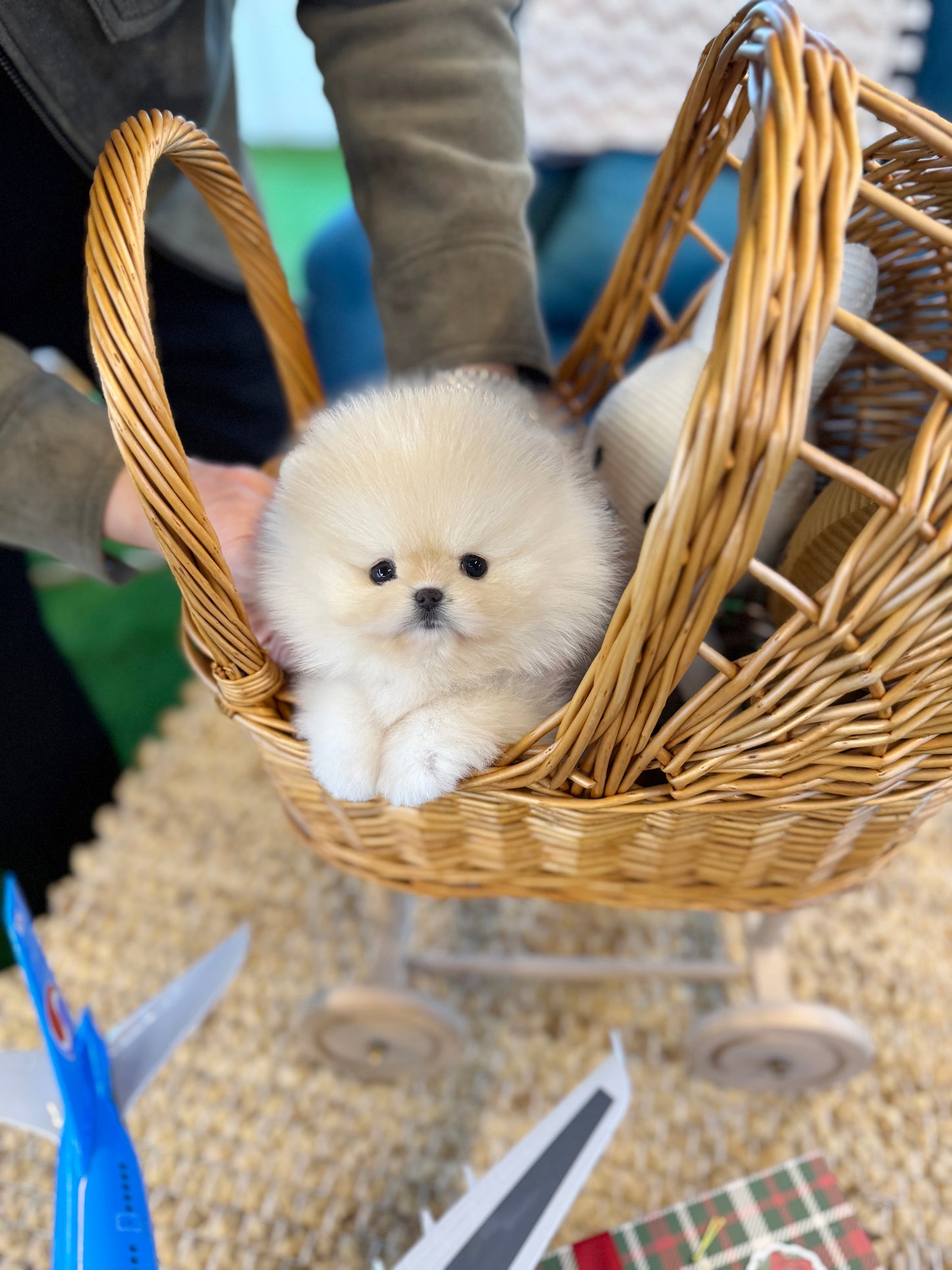 Pomeranian - Coconut(Female)