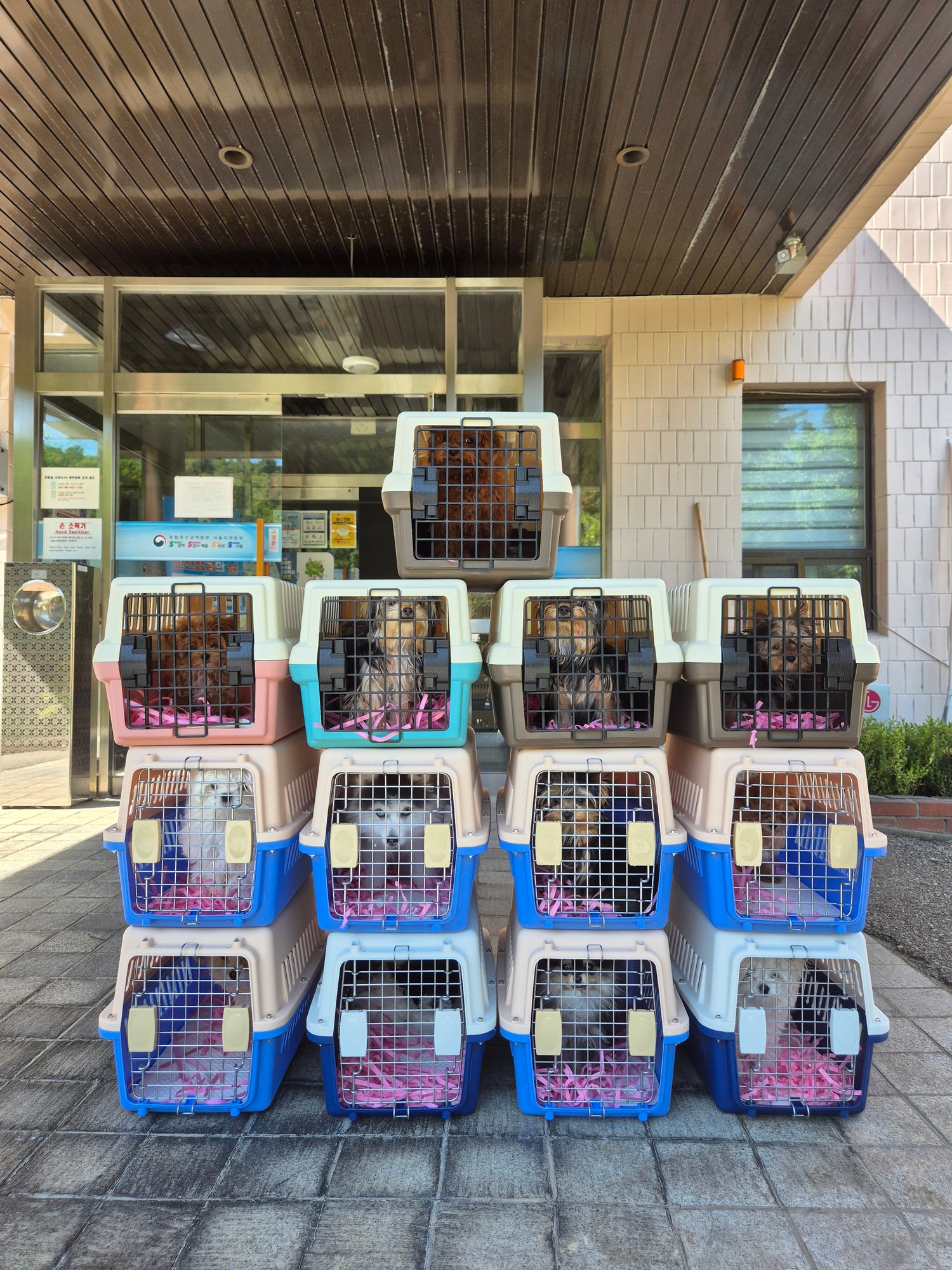 Healthy puppies in airline-approved crates ready for international shipping – Velydog quarantine process