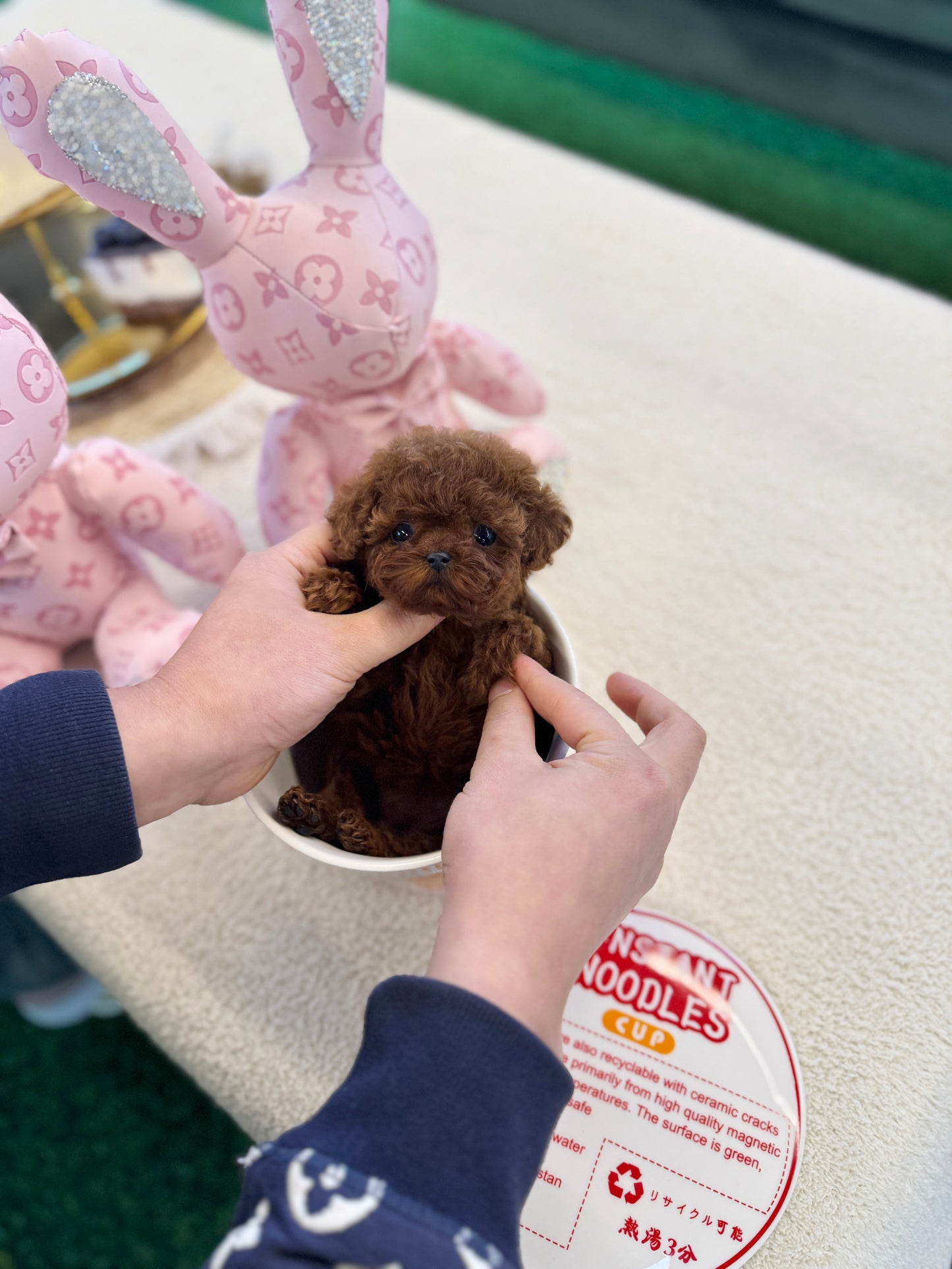 Poodle - Tiara(Female)