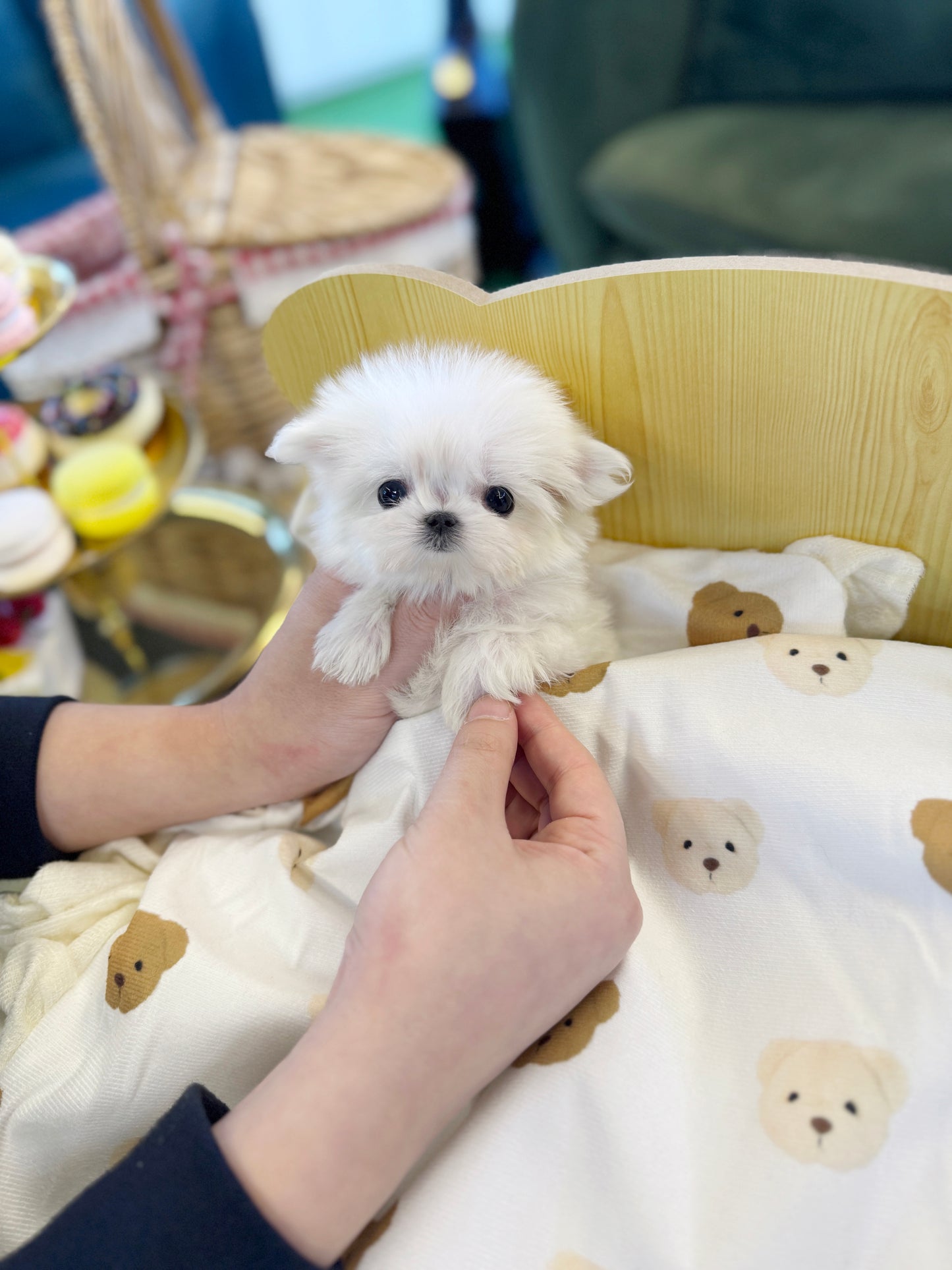 Maltese - Dior(Female)