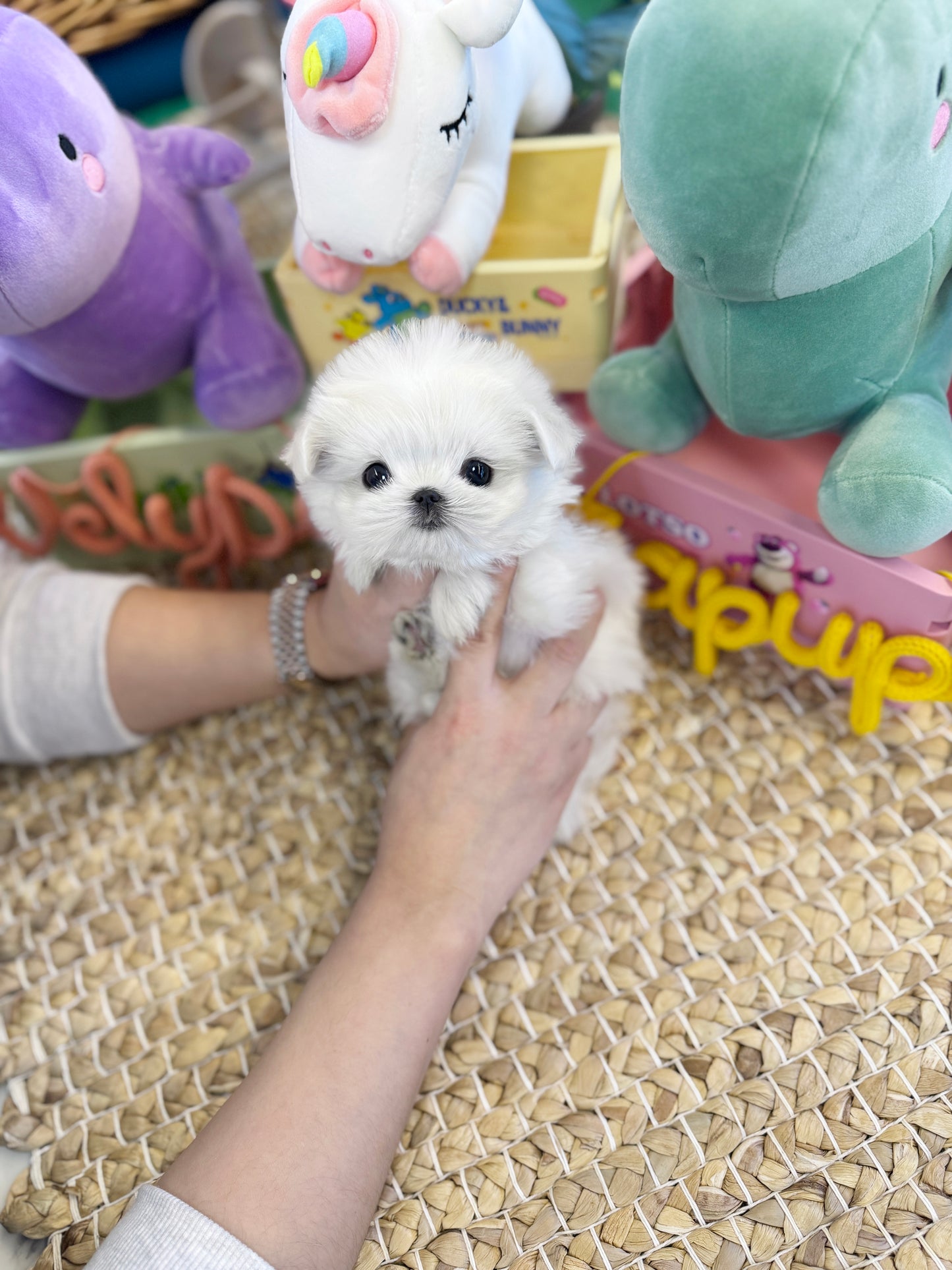 Maltese - Nana(Female)