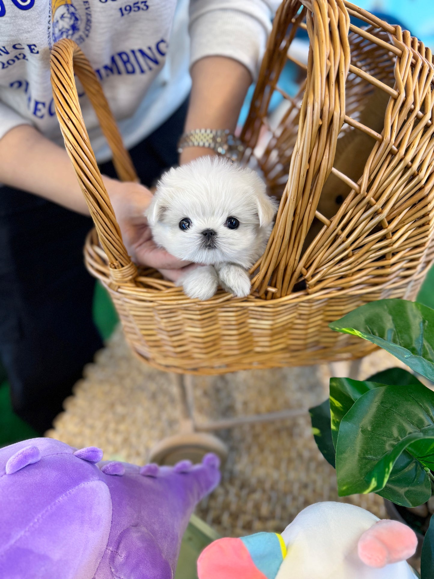 Maltese - Nana(Female)