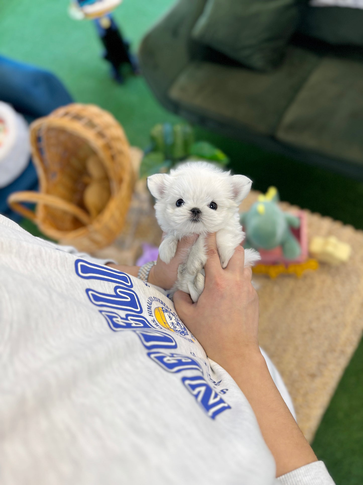 Maltese - Nana(Female)