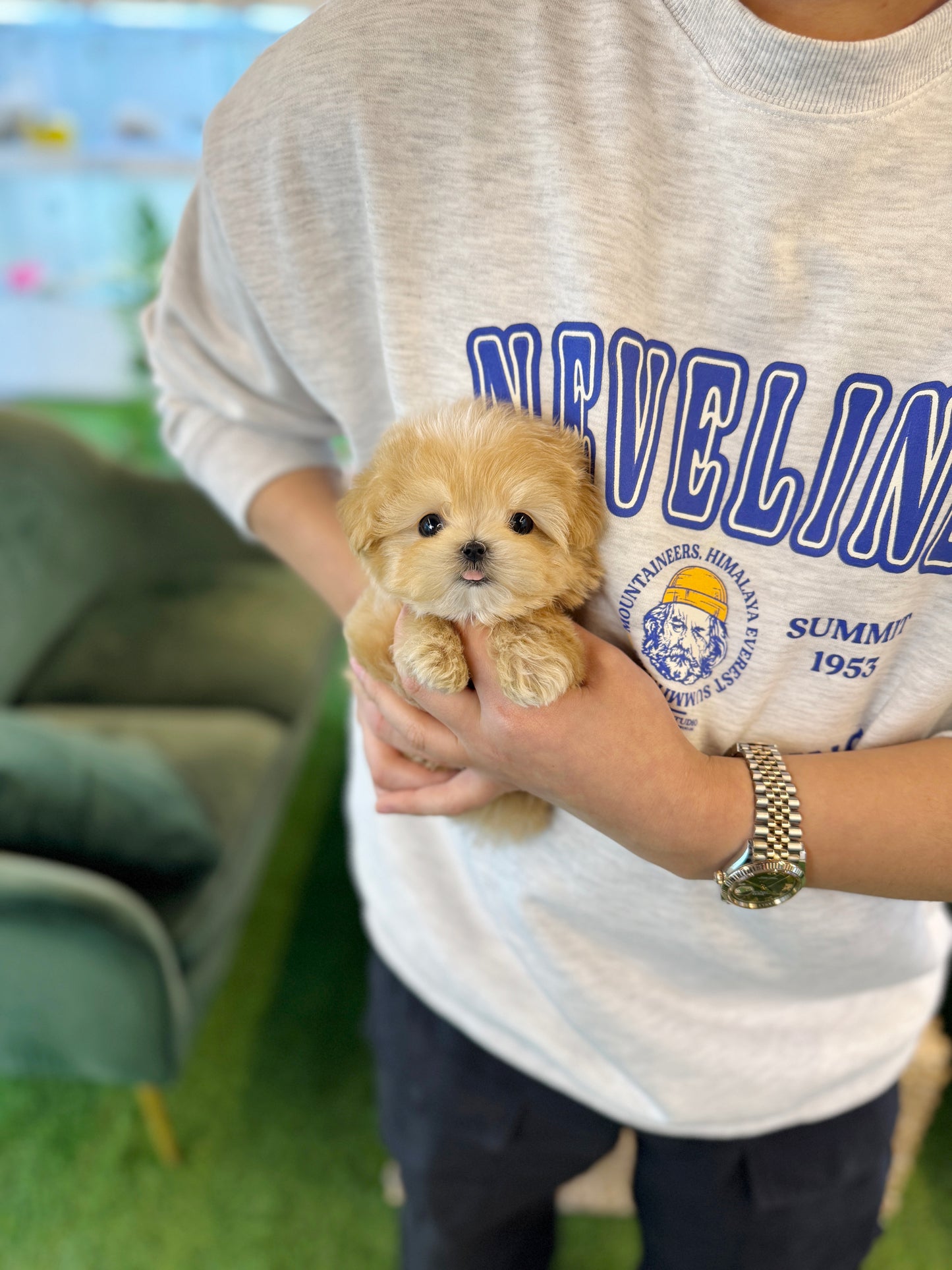 Maltipoo - Ollie(Male)