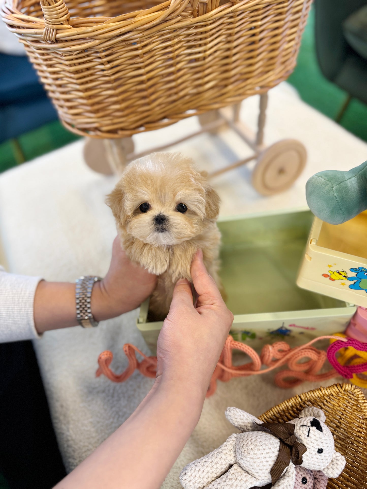 Maltipoo - Ollie(Male)