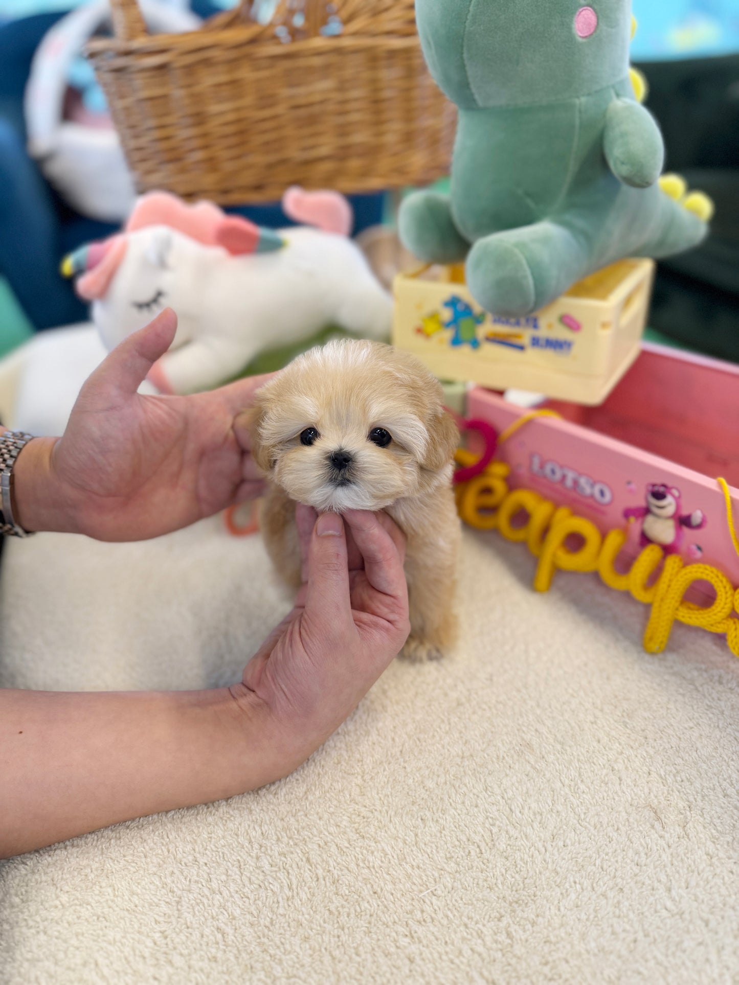 Maltipoo - Ollie(Male)