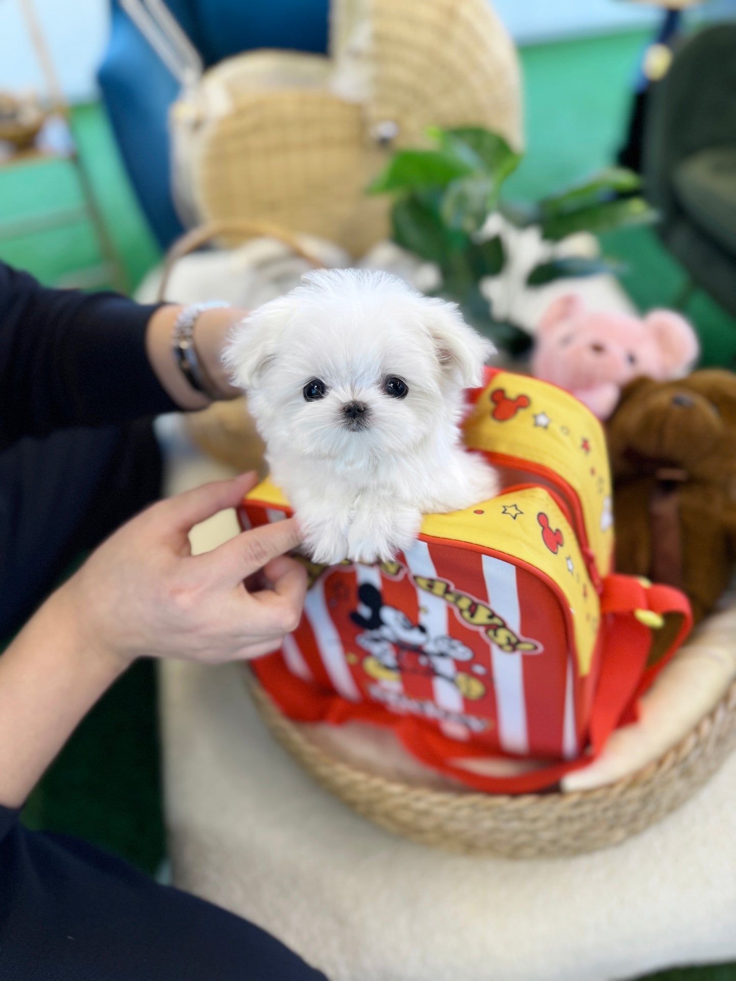 Maltese - Star(Female)