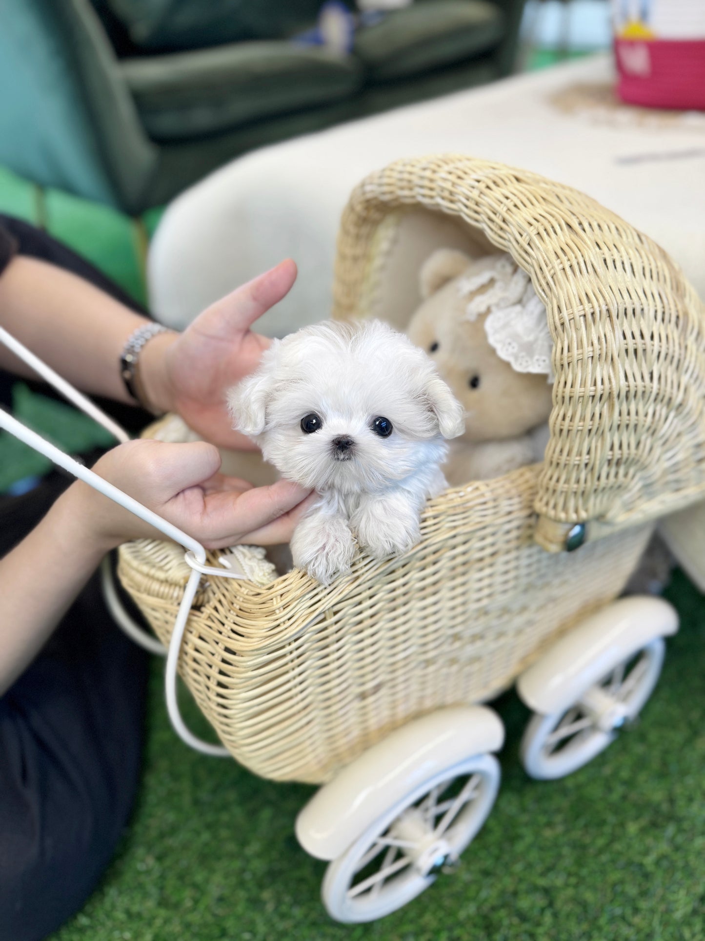 Maltese - Laurent(Female)