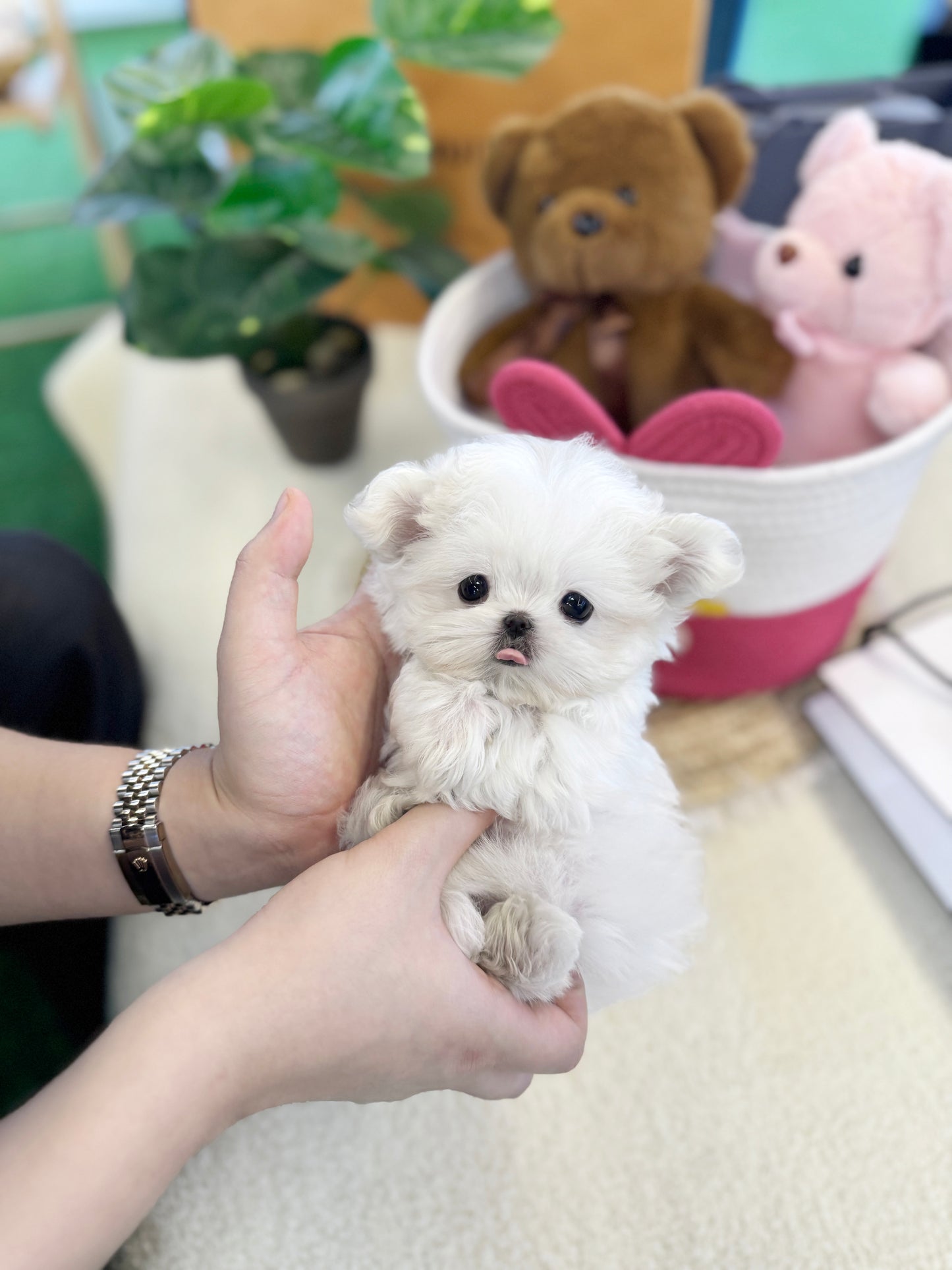 Maltese - Laurent(Female)