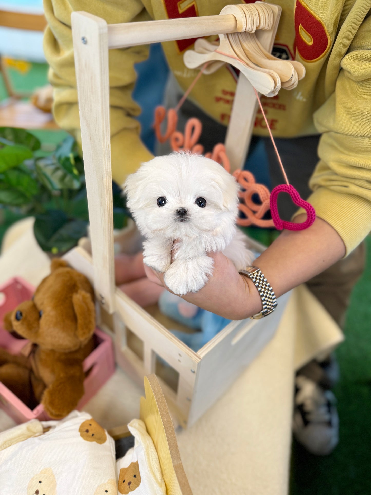 Maltese - Banana(Female)