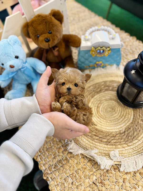 Maltipoo - Kuma(Male)