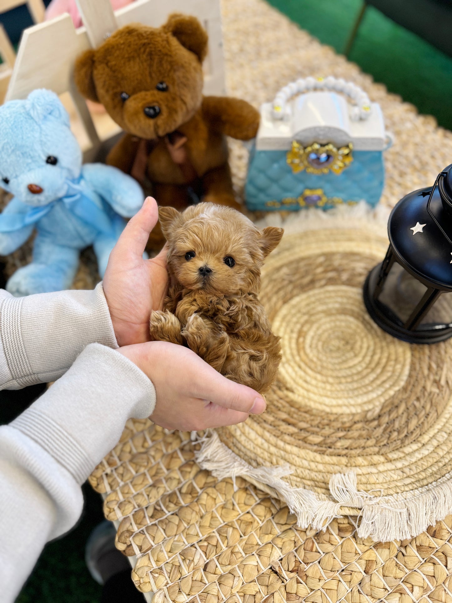 Maltipoo - Kuma(Male)