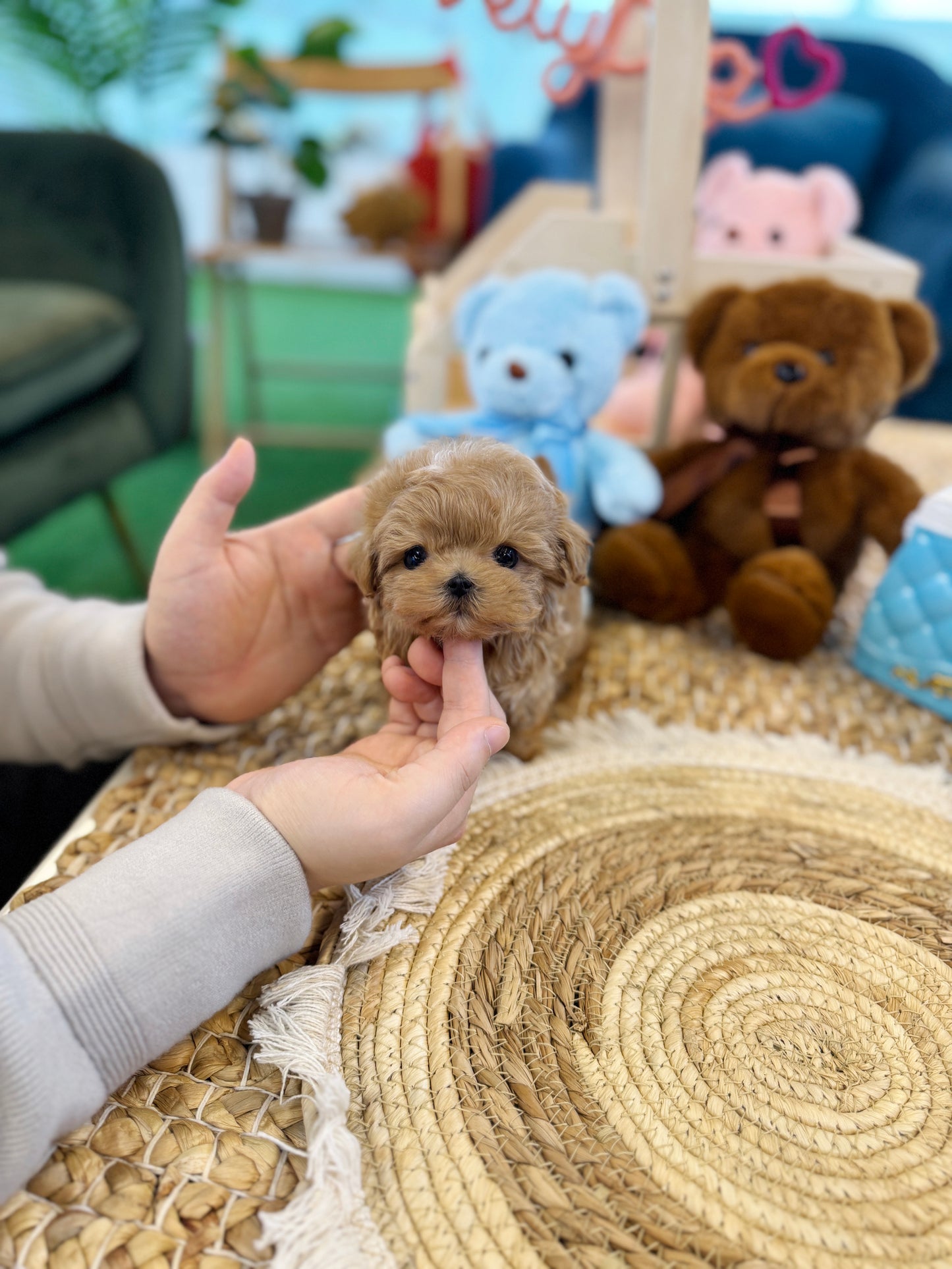 Maltipoo - Kuma(Male)