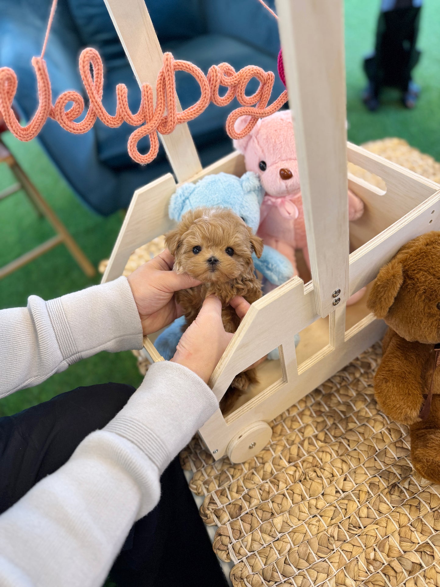 Maltipoo - Kuma(Male)