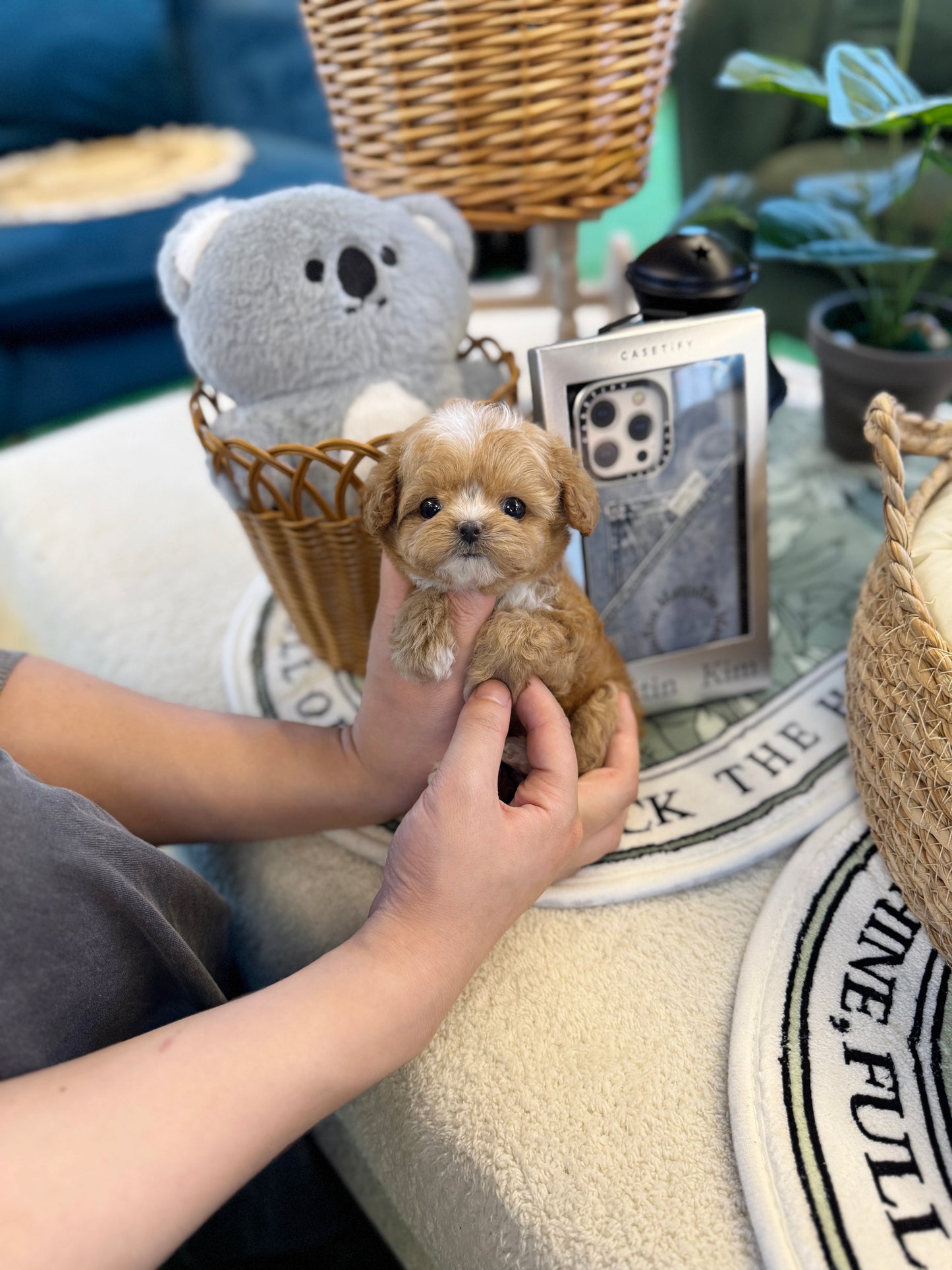 Maltipoo - Grande(Female)
