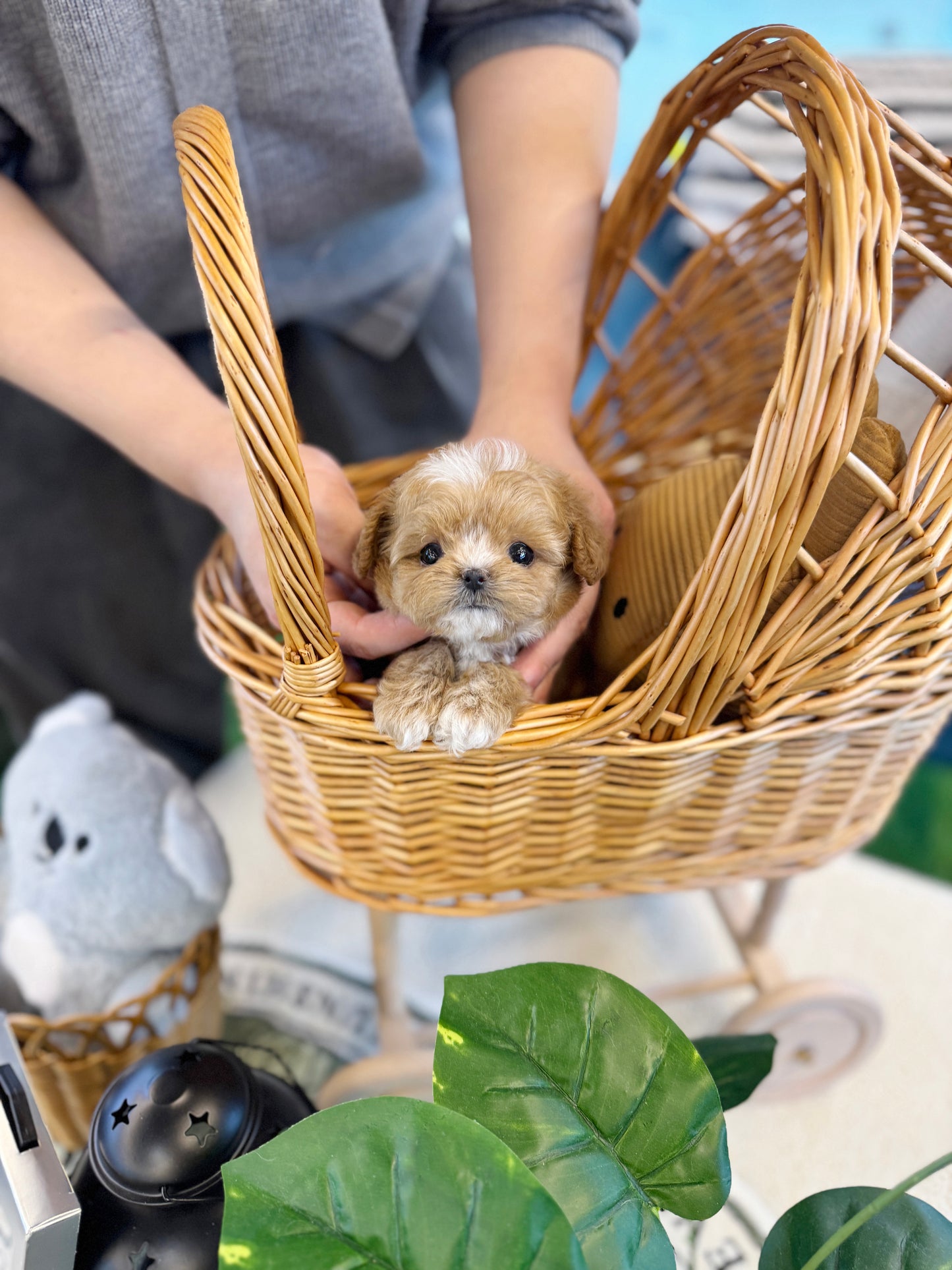 Maltipoo - Grande(Female)
