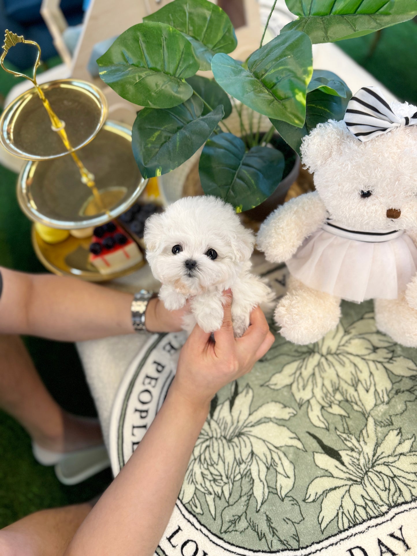 Mini Bichon Frise - Vada(Female)