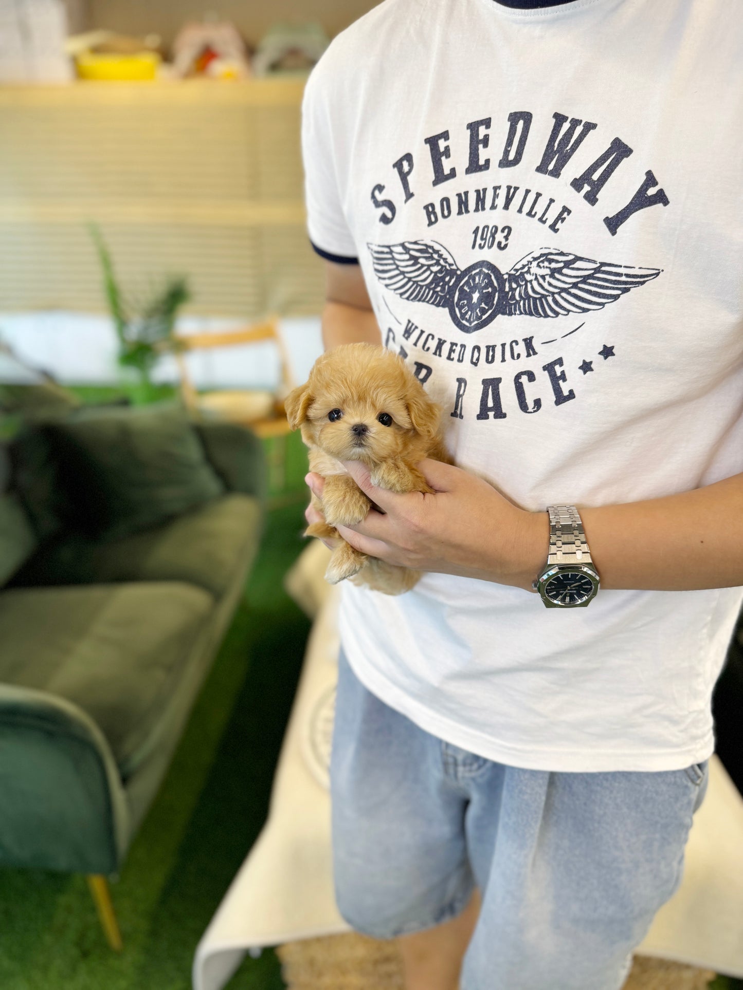Maltipoo - Celine(Female)