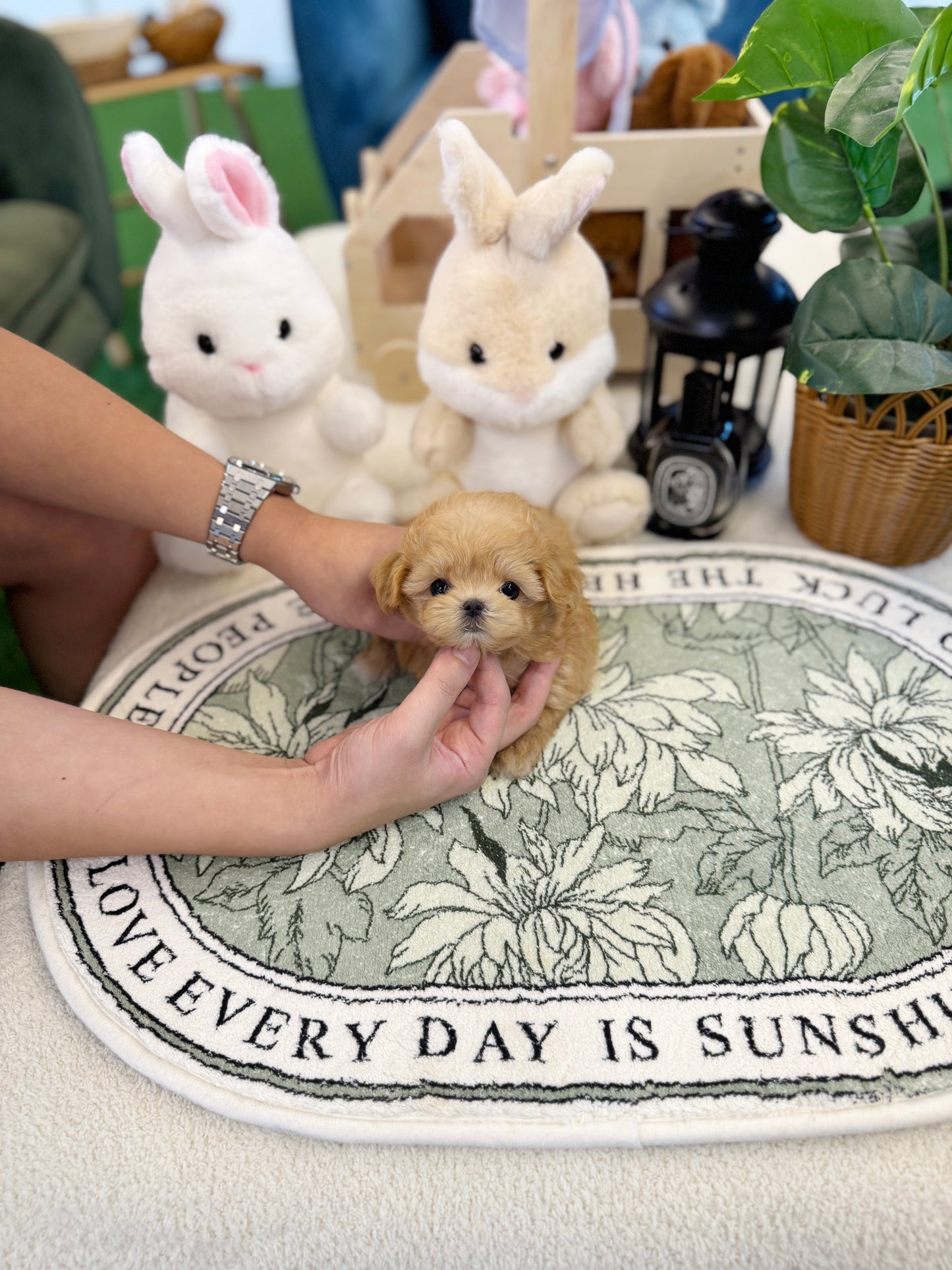 Maltipoo - Celine(Female)