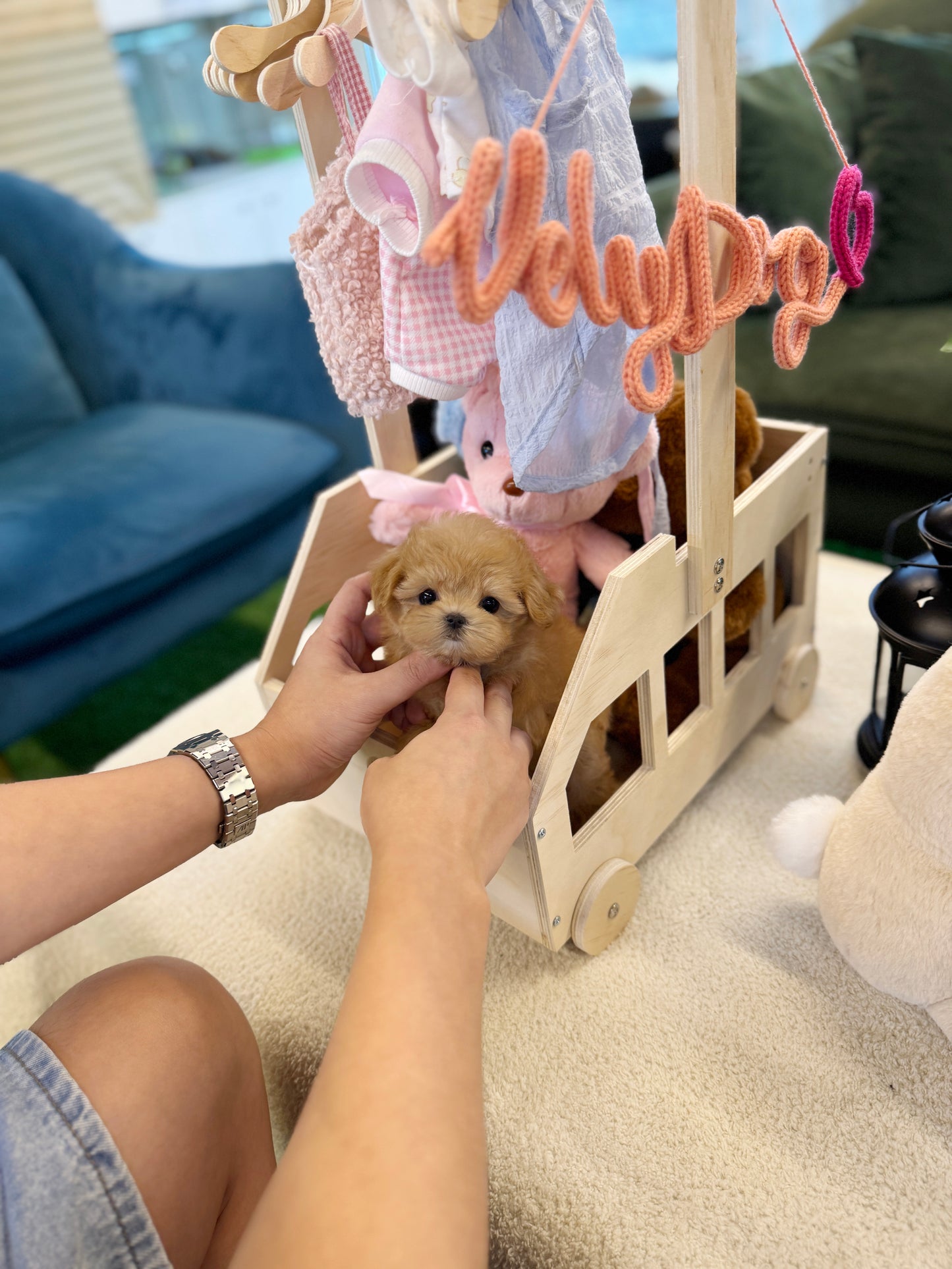 Maltipoo - Celine(Female)
