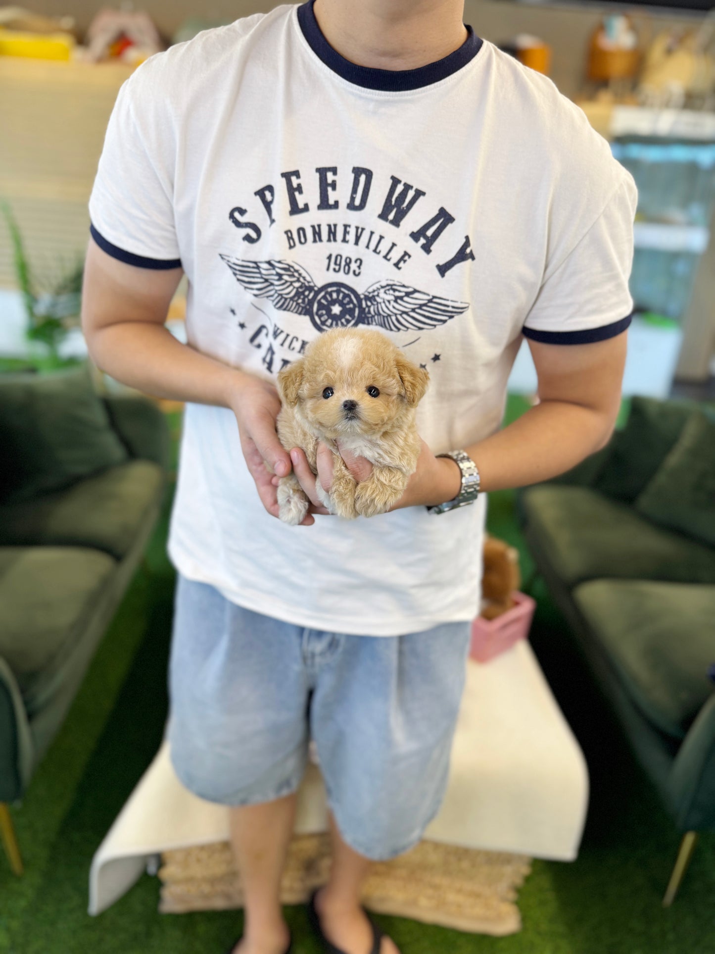 Maltipoo - Soyou(Female)