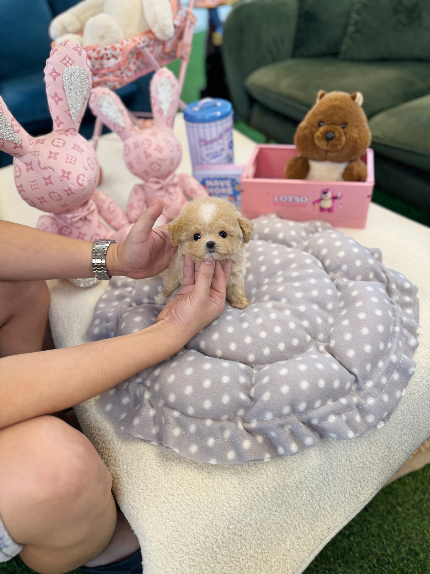 Maltipoo - Soyou(Female)