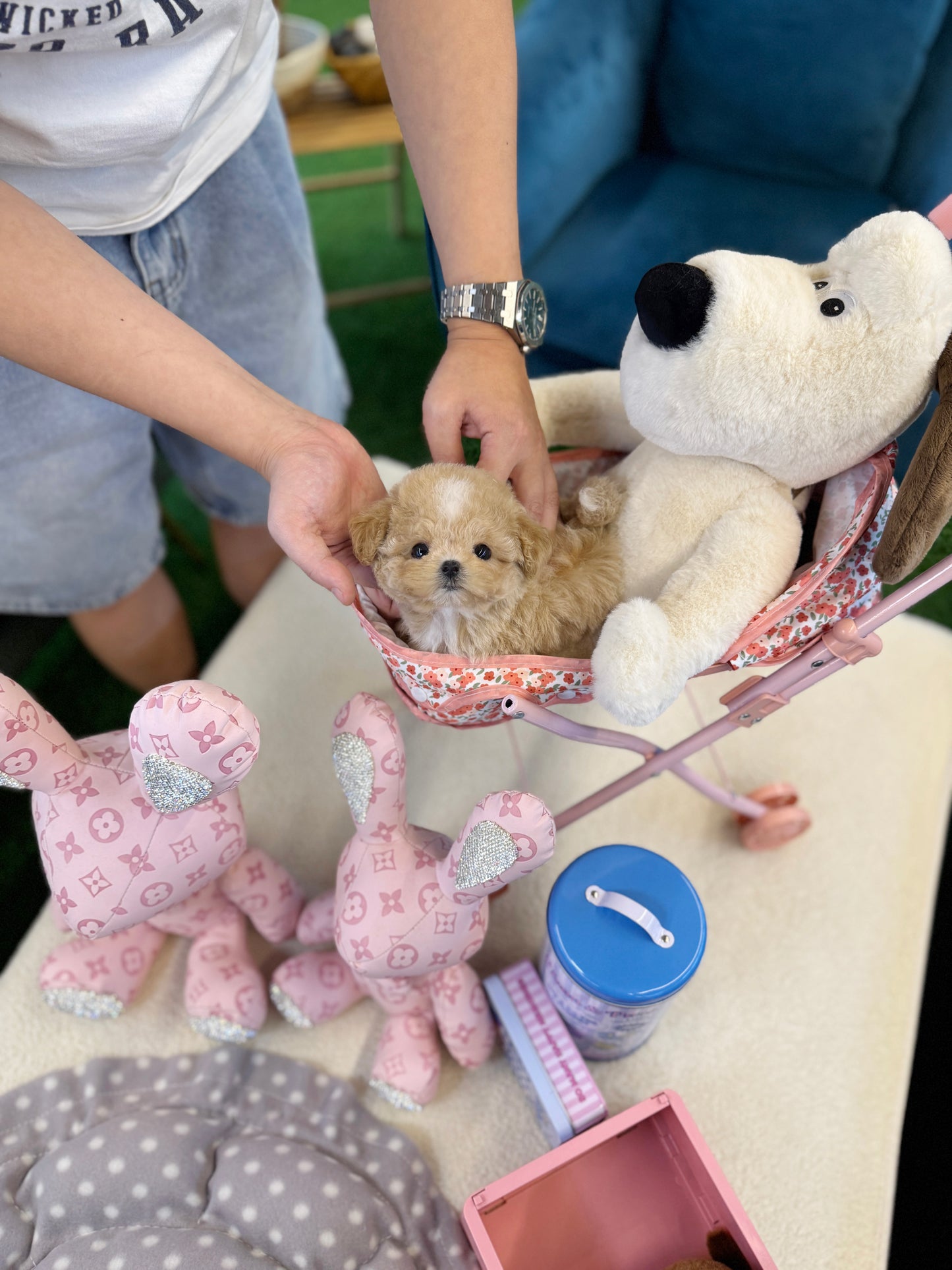 Maltipoo - Soyou(Female)