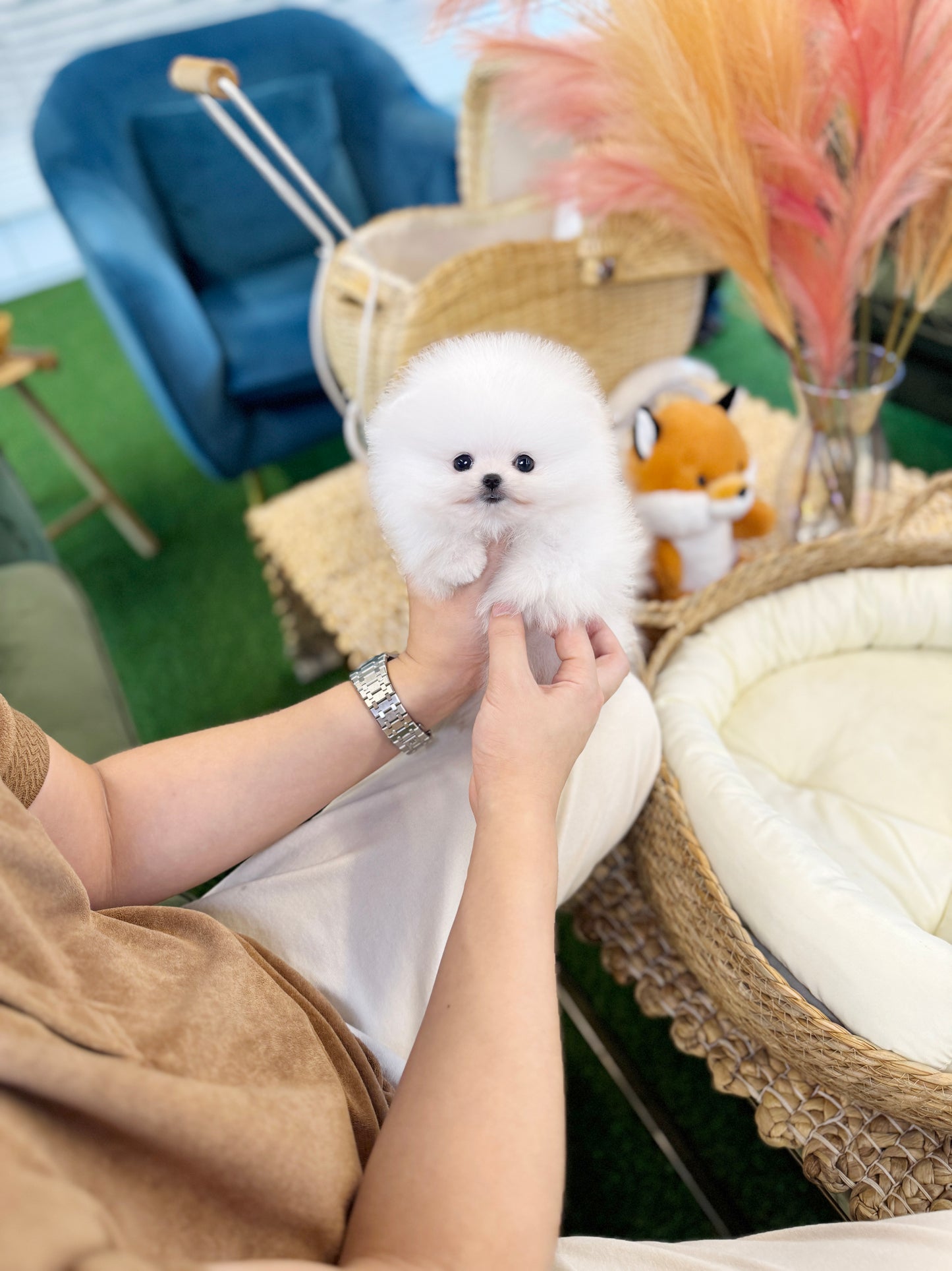 Pomeranian - Mario(Male)