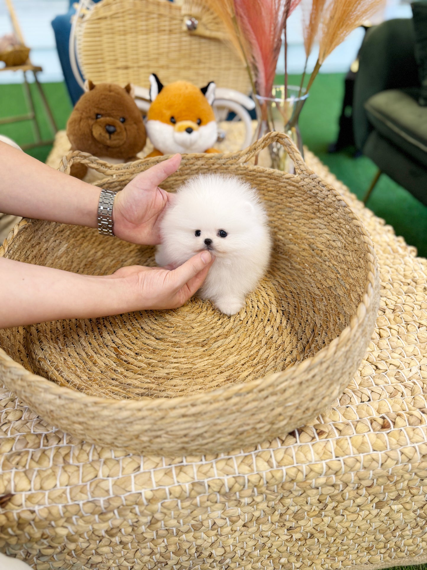 Pomeranian - Mario(Male)