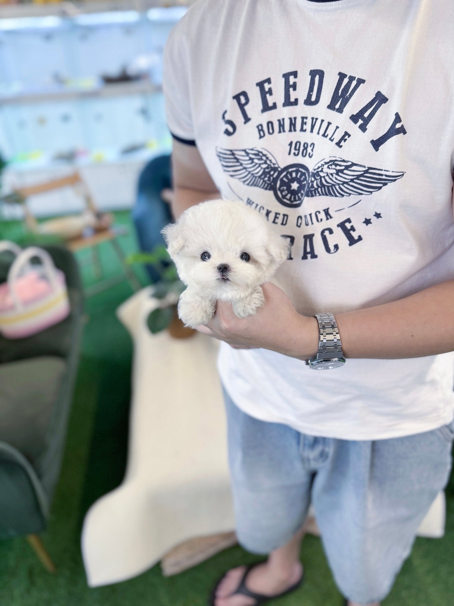 Bichon Firse - Pongko(Female) - Beautiful puppy teacup puppy with adorable features available for adoption from Velydog