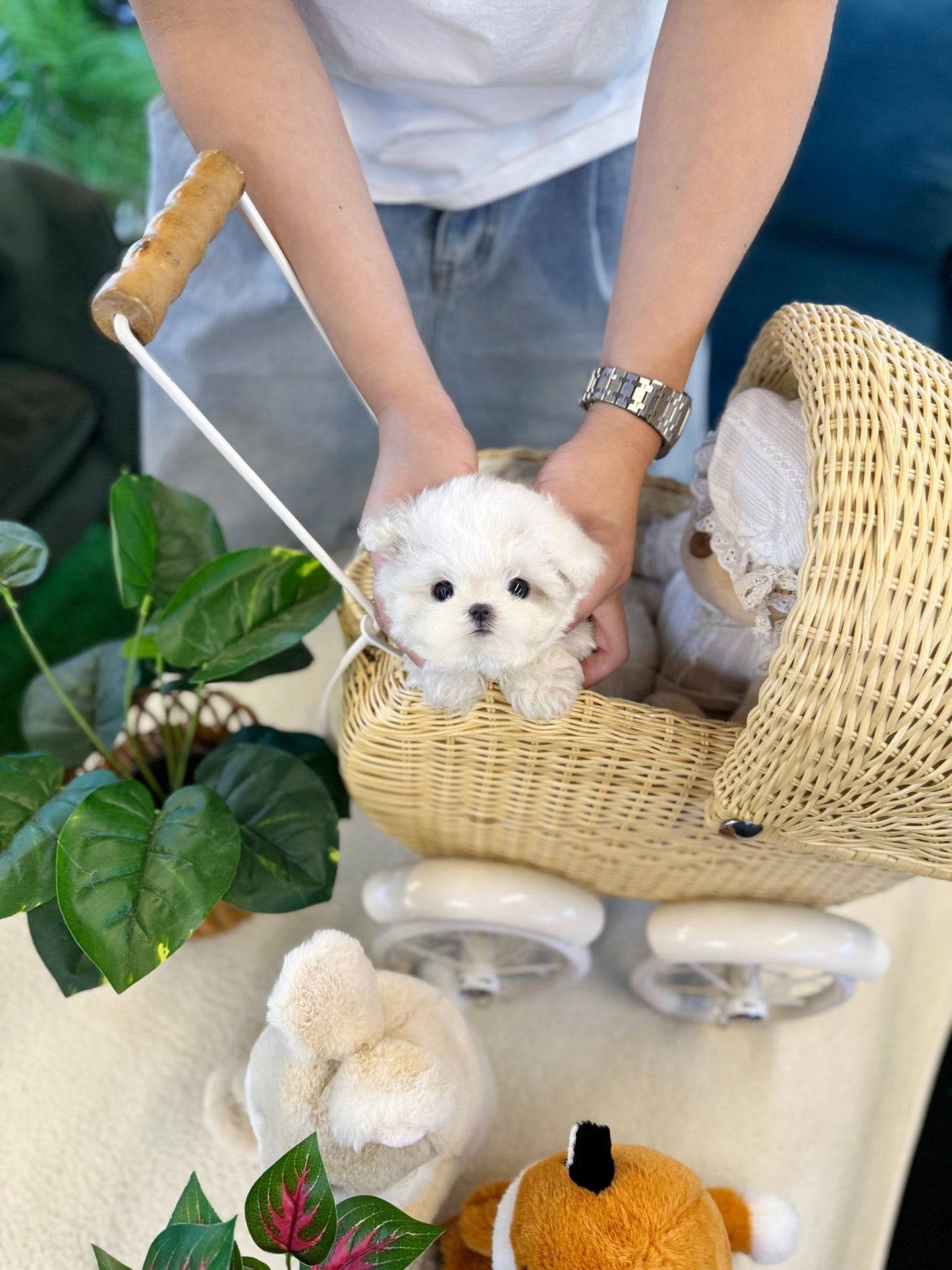 Bichon Firse - Pongko(Female) - Beautiful puppy teacup puppy with adorable features available for adoption from Velydog