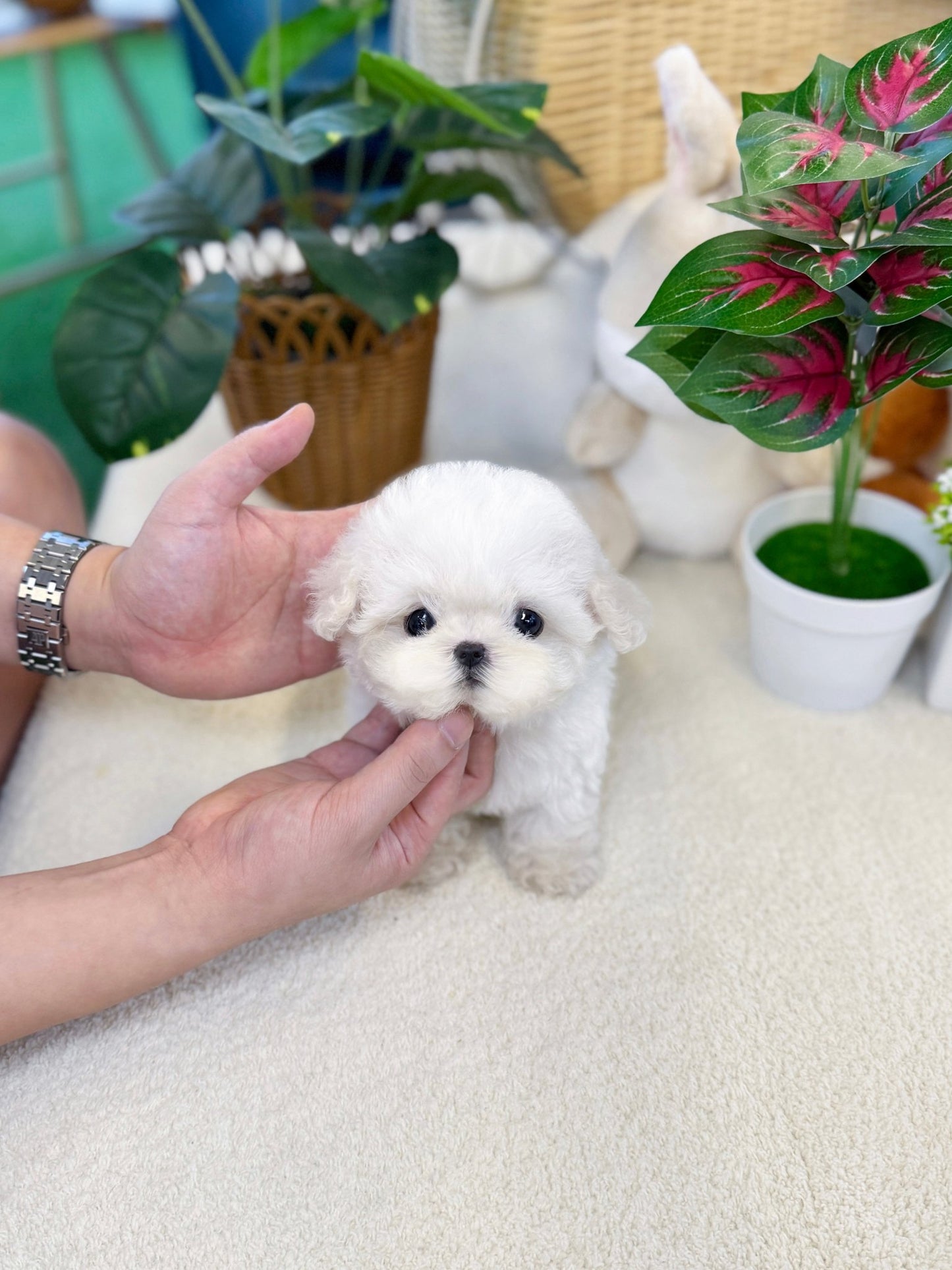 Bichon Firse - Pongko(Female) - Beautiful puppy teacup puppy with adorable features available for adoption from Velydog