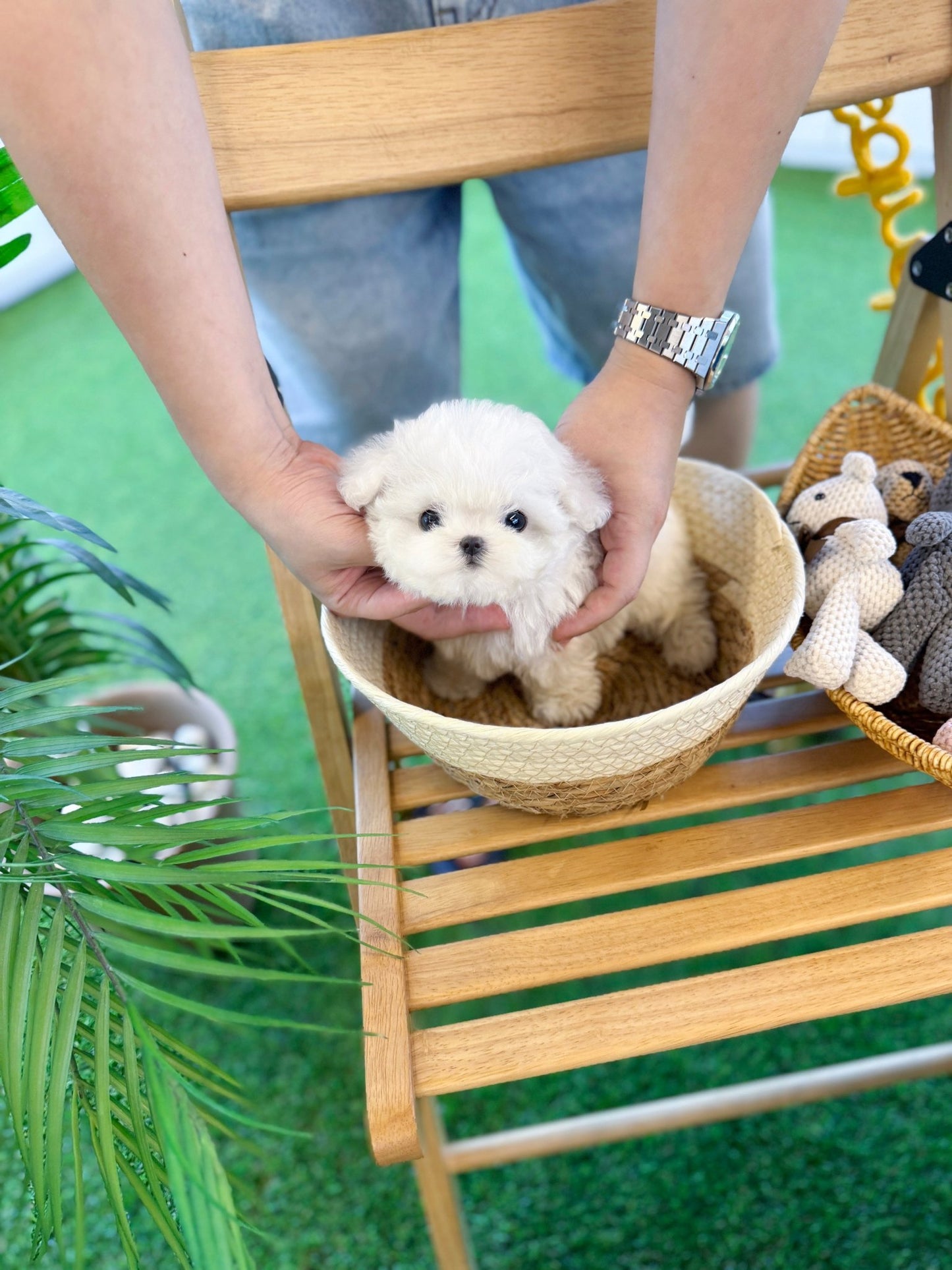 Bichon Firse - Pongko(Female) - Beautiful puppy teacup puppy with adorable features available for adoption from Velydog