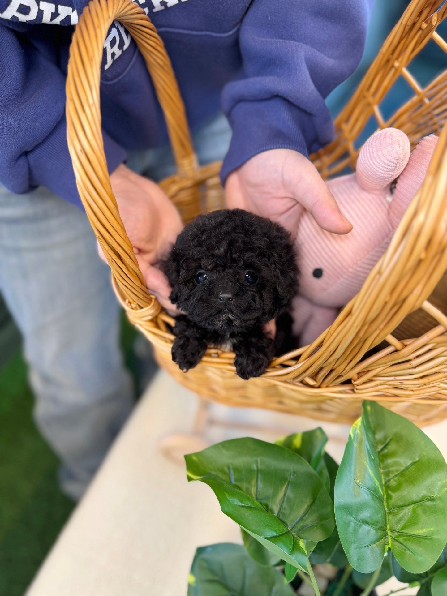 Black Poodle - Noodle(Female) - Beautiful puppy teacup puppy with adorable features available for adoption from Velydog
