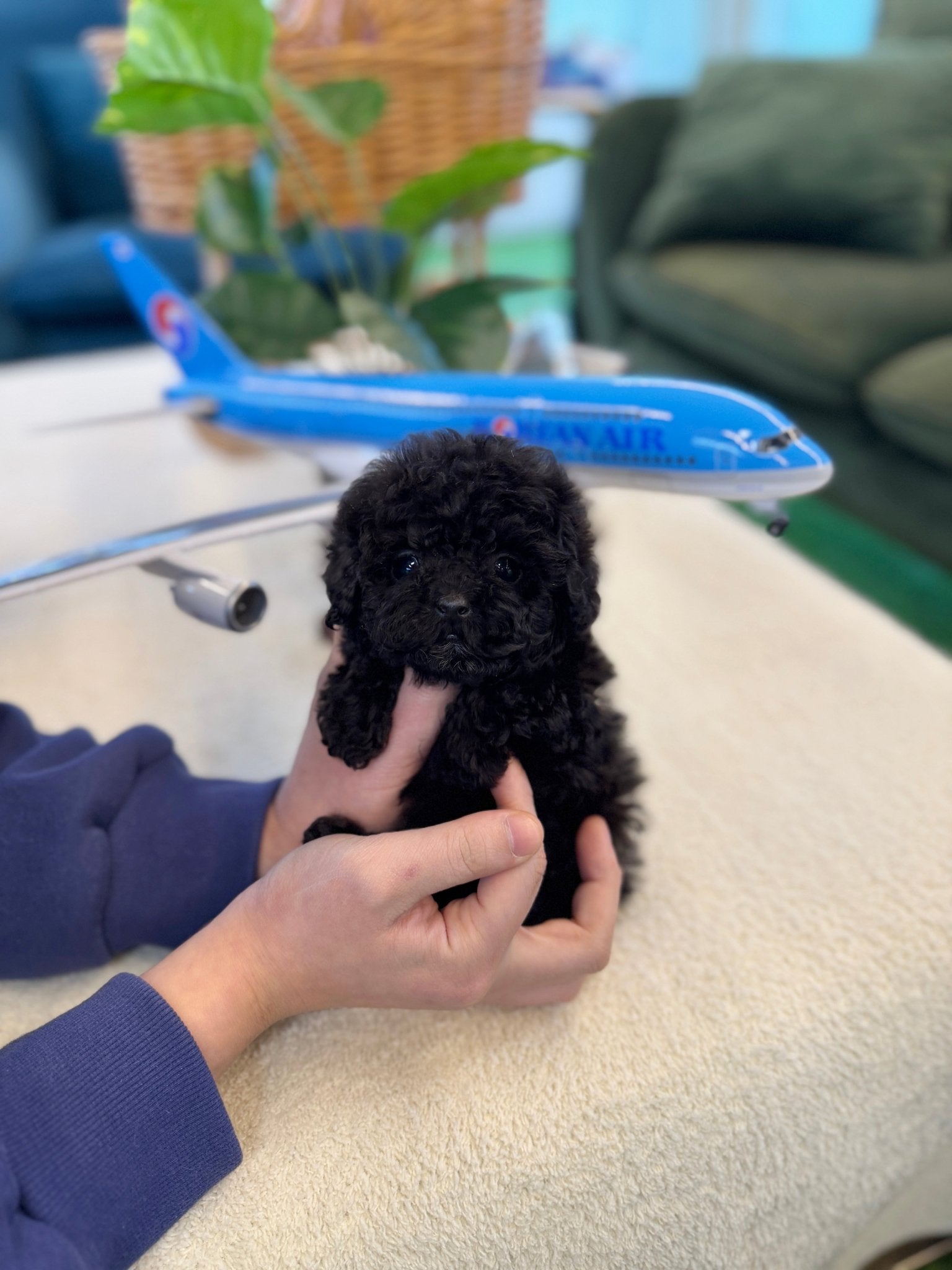 Black Poodle - Noodle(Female) - Beautiful puppy teacup puppy with adorable features available for adoption from Velydog