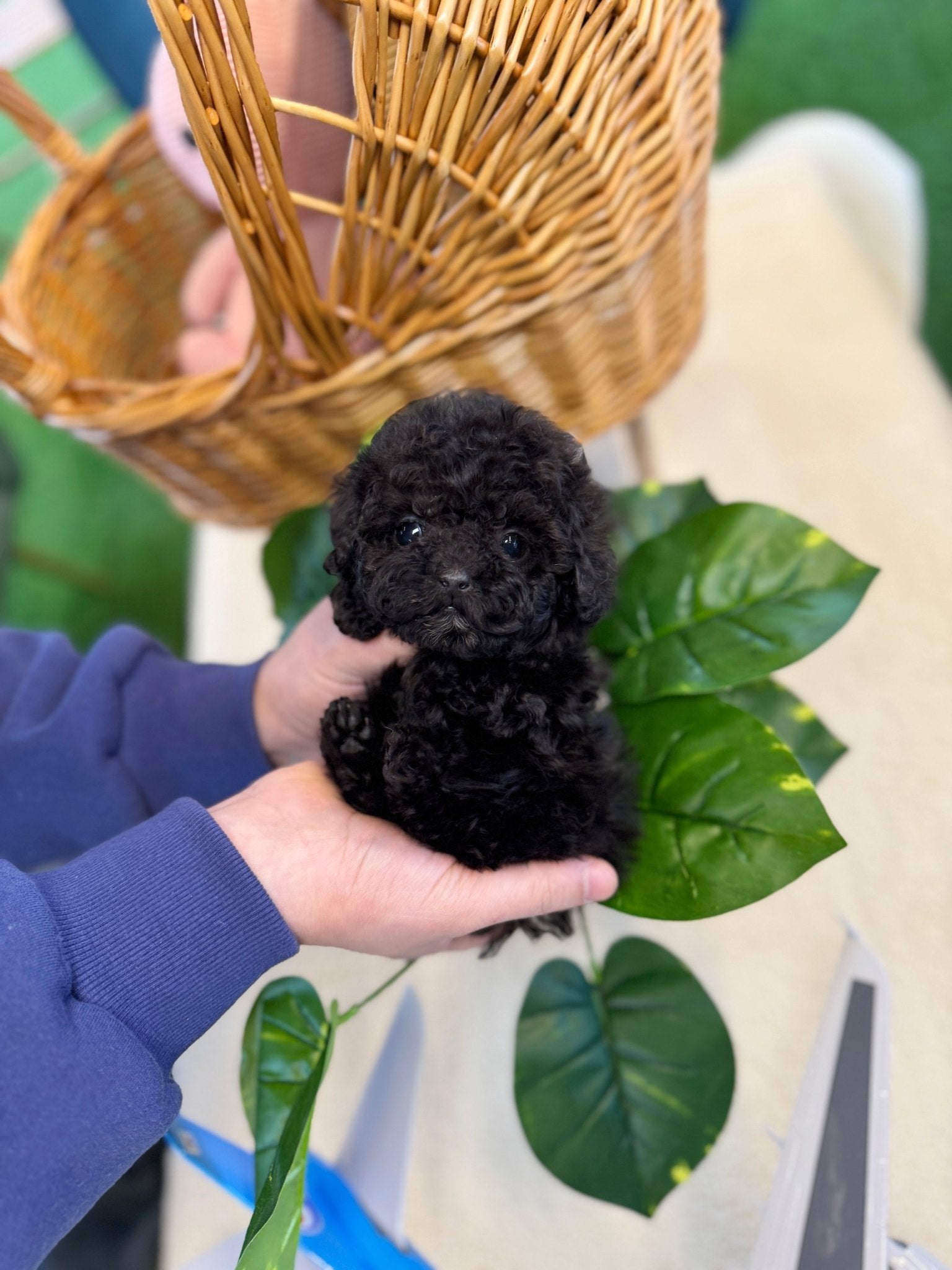 Black Poodle - Noodle(Female) - Beautiful puppy teacup puppy with adorable features available for adoption from Velydog