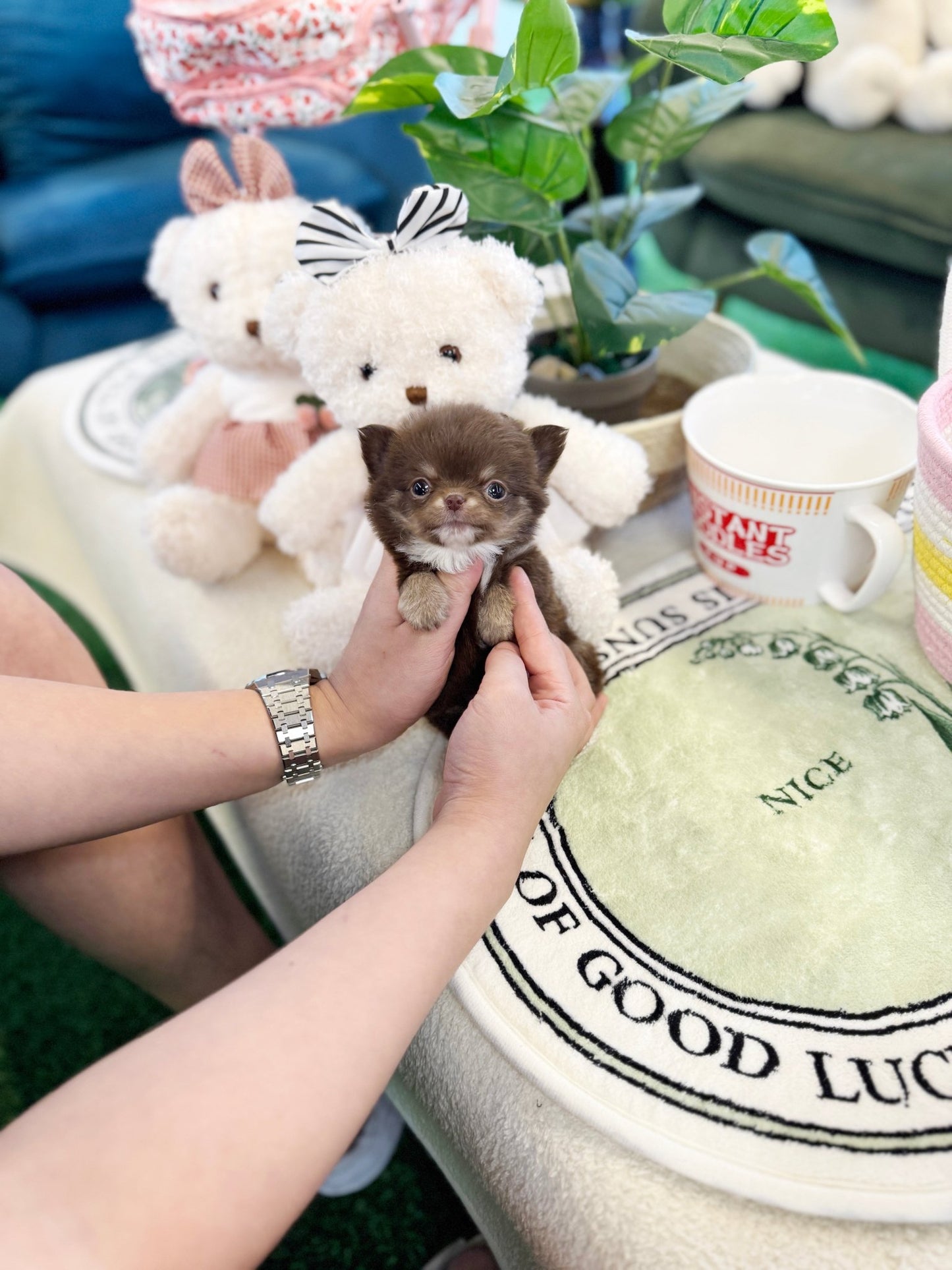 Chihuahua - Bori(Female) - Beautiful puppy teacup puppy with adorable features available for adoption from Velydog