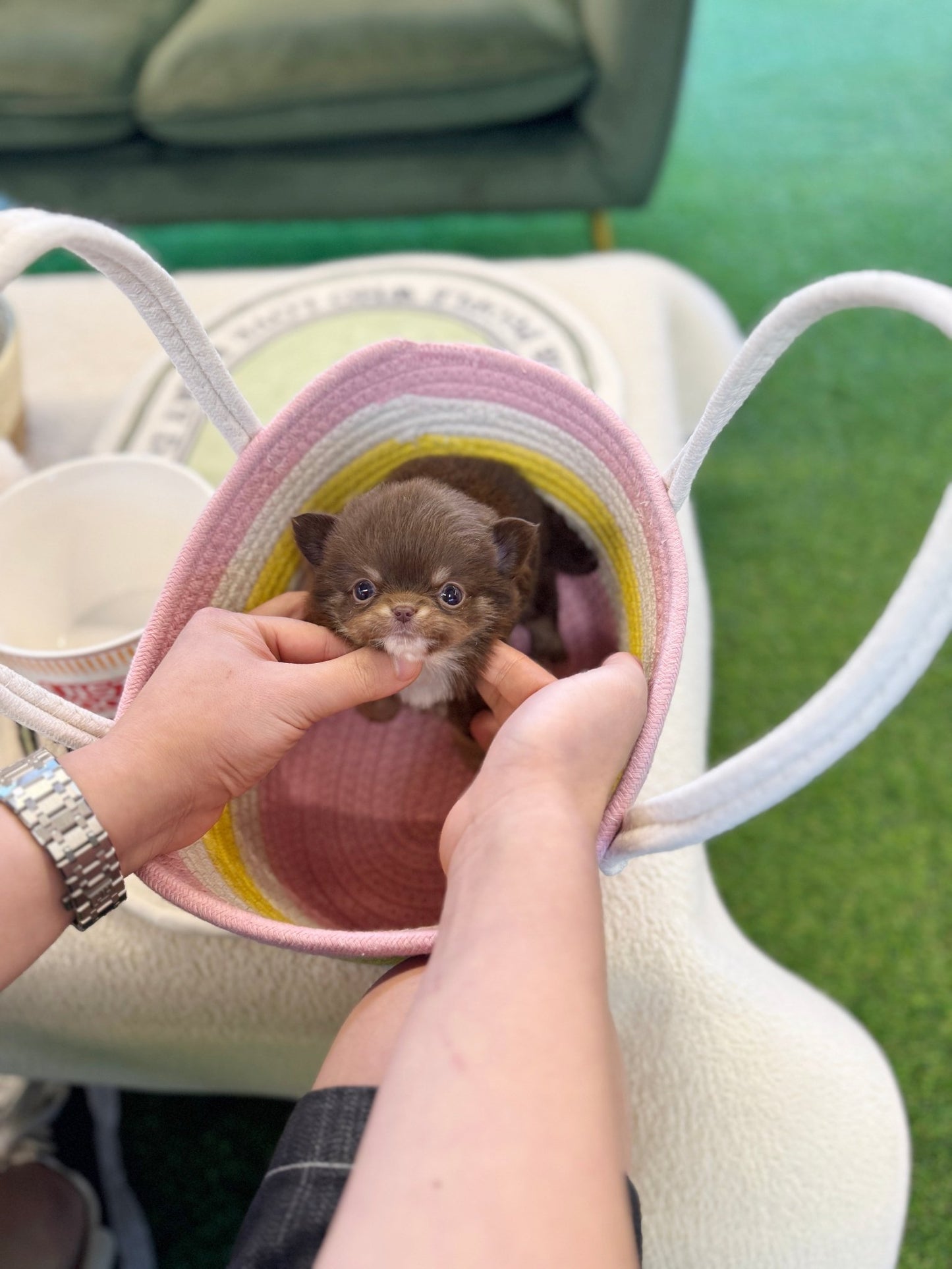Chihuahua - Bori(Female) - Beautiful puppy teacup puppy with adorable features available for adoption from Velydog