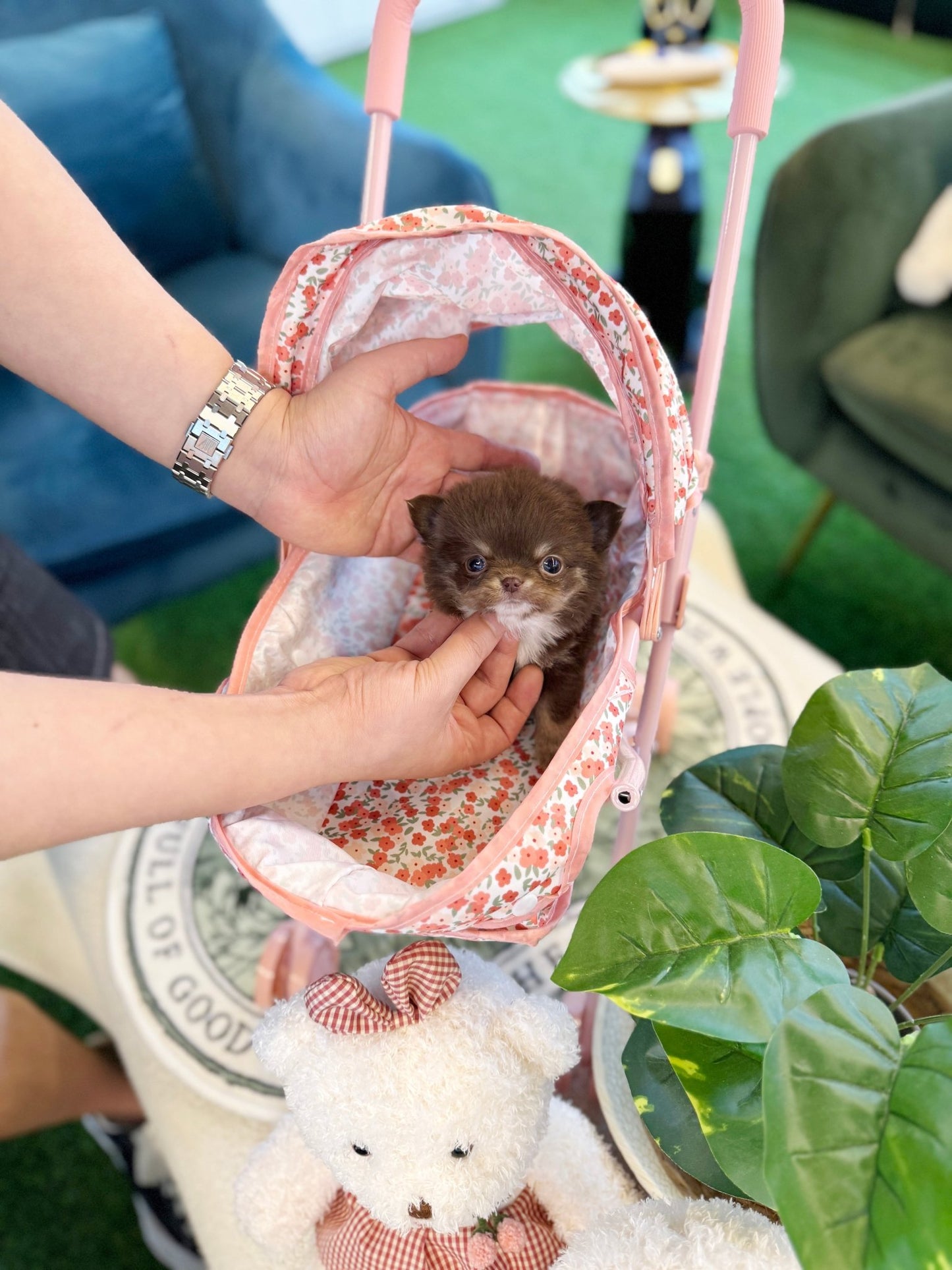 Chihuahua - Bori(Female) - Beautiful puppy teacup puppy with adorable features available for adoption from Velydog