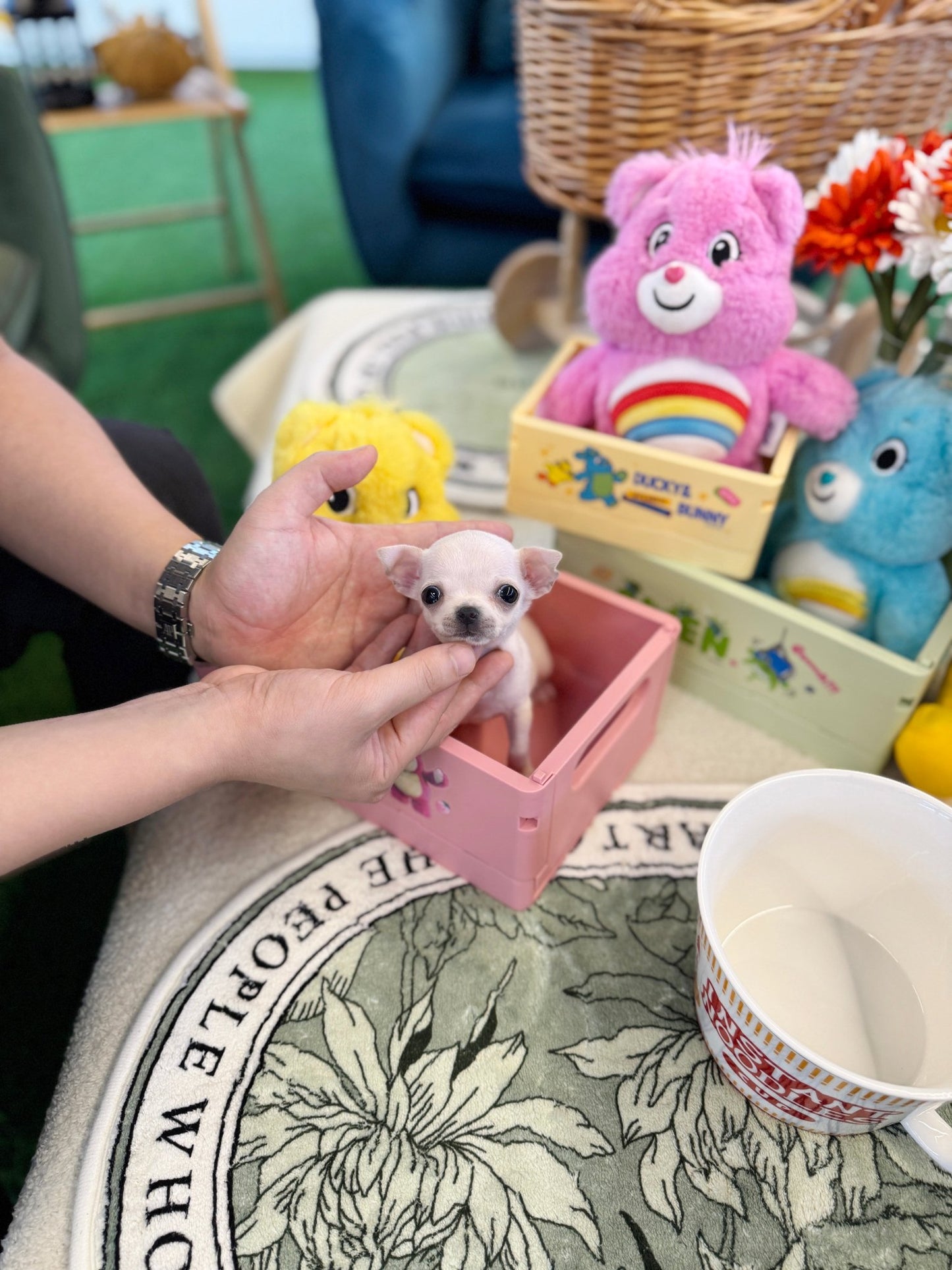 Chihuahua - Tia(Female) - Beautiful puppy teacup puppy with adorable features available for adoption from Velydog