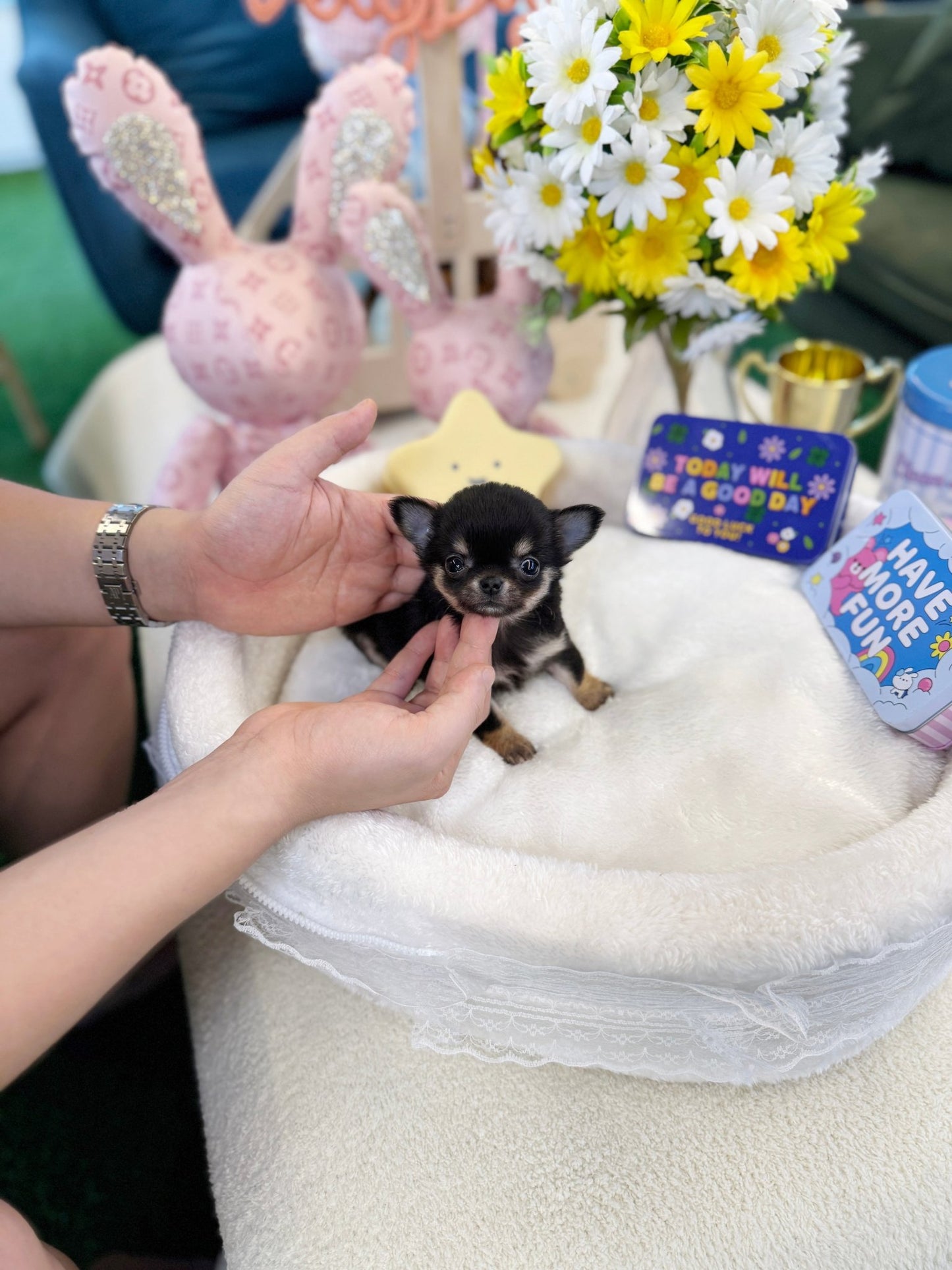 Chihuahua - Yuna(Female) - Beautiful puppy teacup puppy with adorable features available for adoption from Velydog