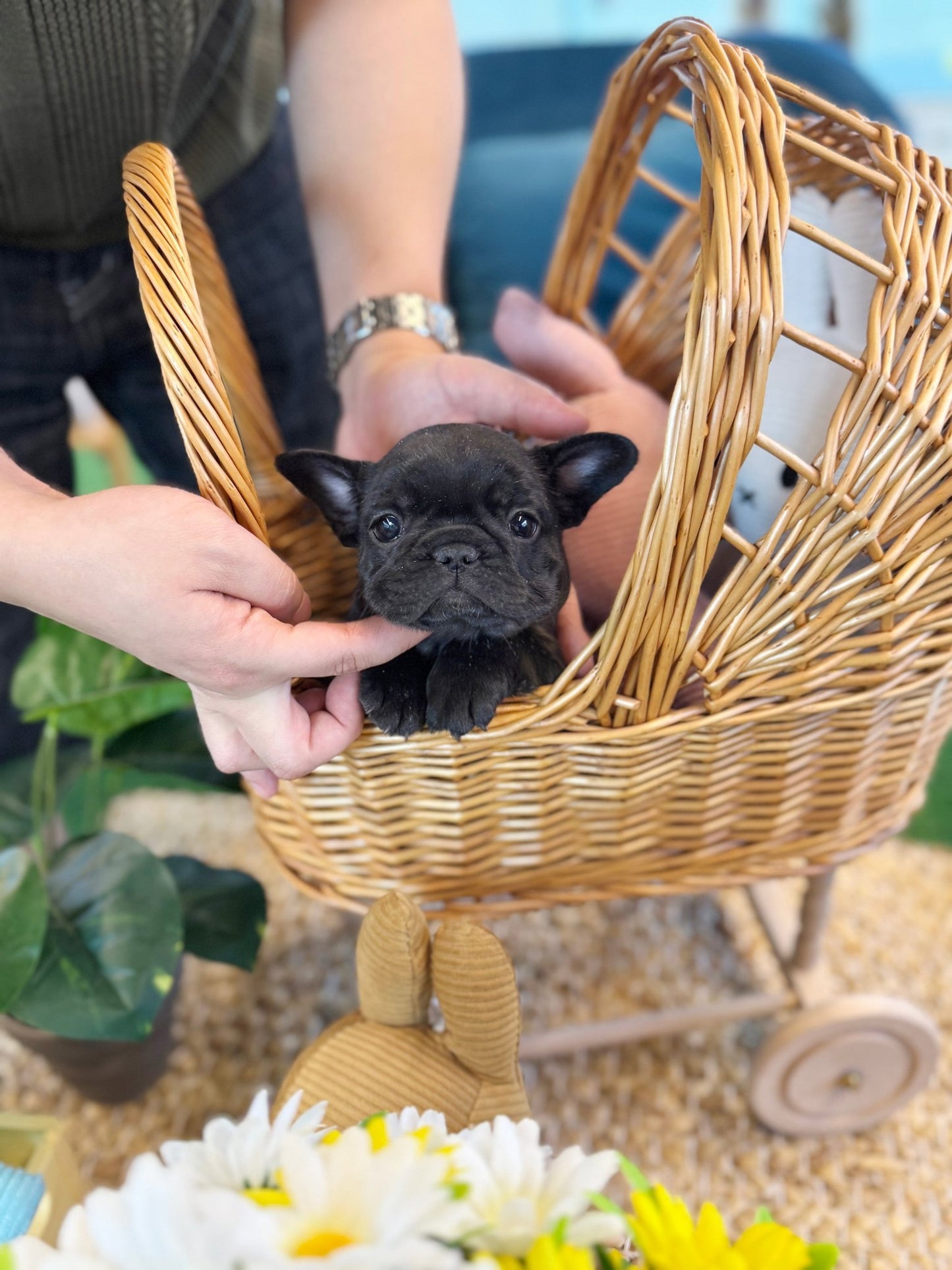 French Bulldog - Boochi(Female) - Beautiful puppy teacup puppy with adorable features available for adoption from Velydog