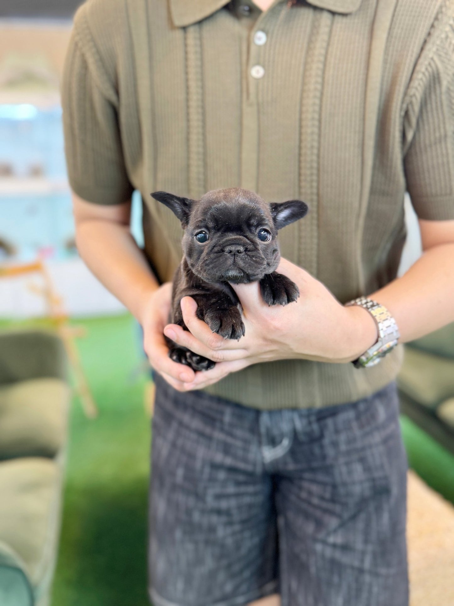 French Bulldog - Boochi(Female) - Beautiful puppy teacup puppy with adorable features available for adoption from Velydog