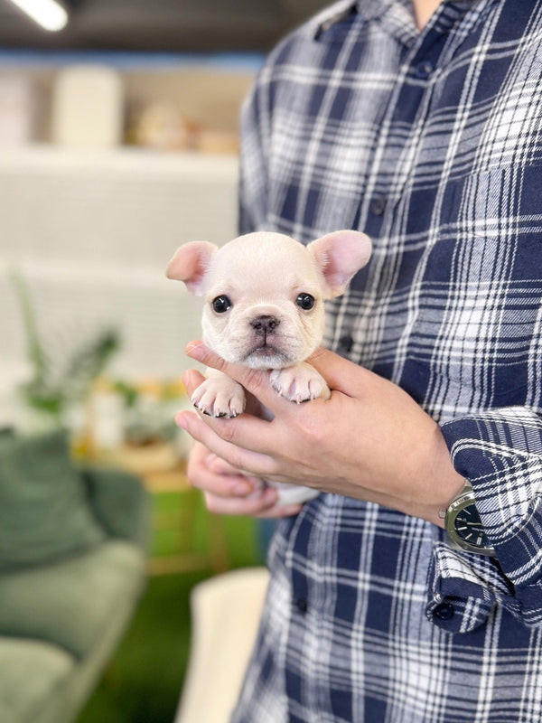 French Bulldog - Rex(Male) - Beautiful puppy teacup puppy with adorable features available for adoption from Velydog