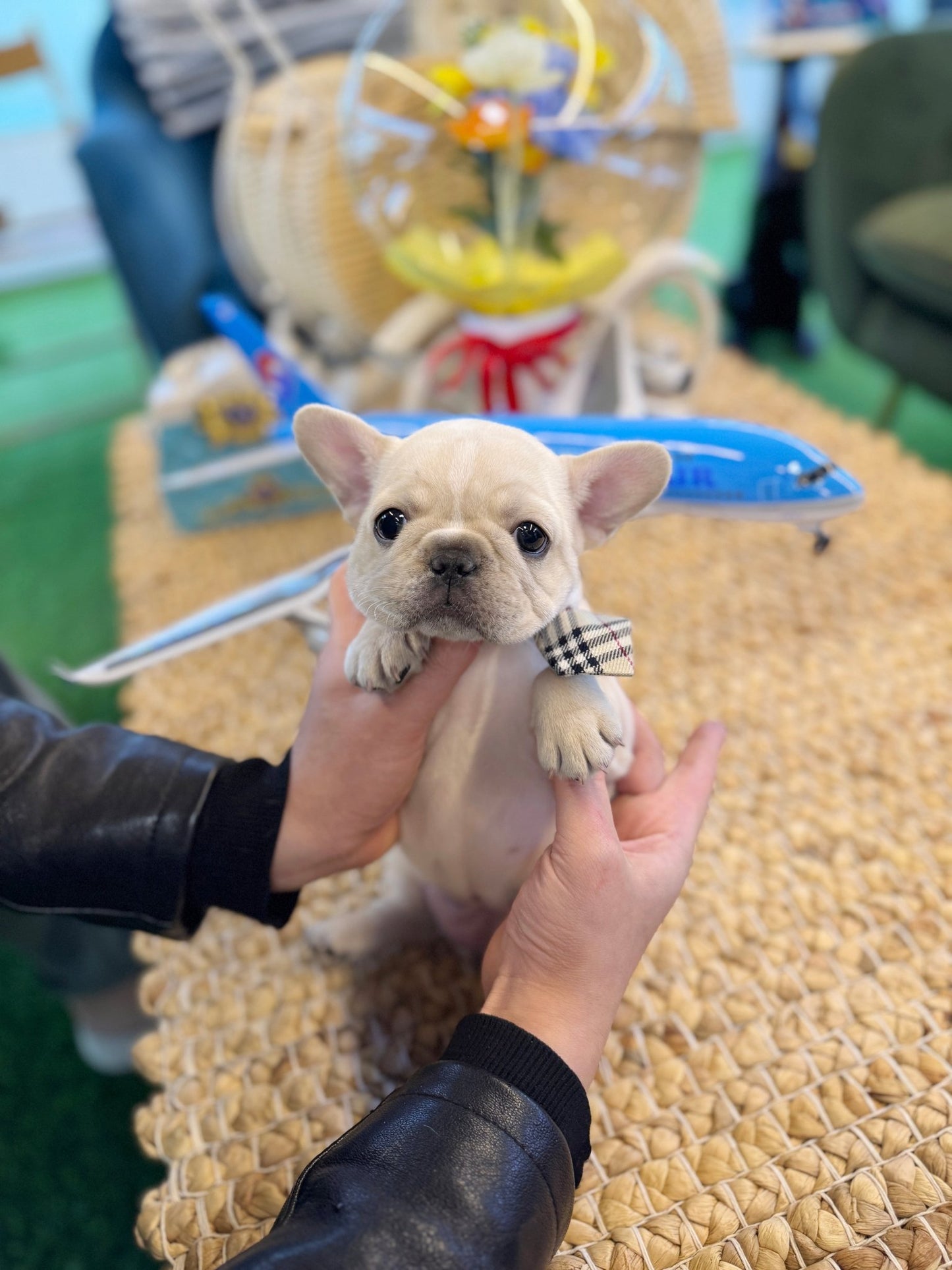 French Bulldog - Yuri(Female) - Beautiful puppy teacup puppy with adorable features available for adoption from Velydog