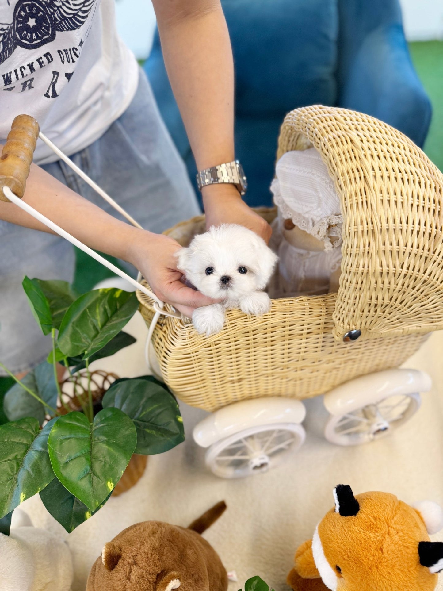 Maltese - Angel(Female) - Beautiful puppy teacup puppy with adorable features available for adoption from Velydog
